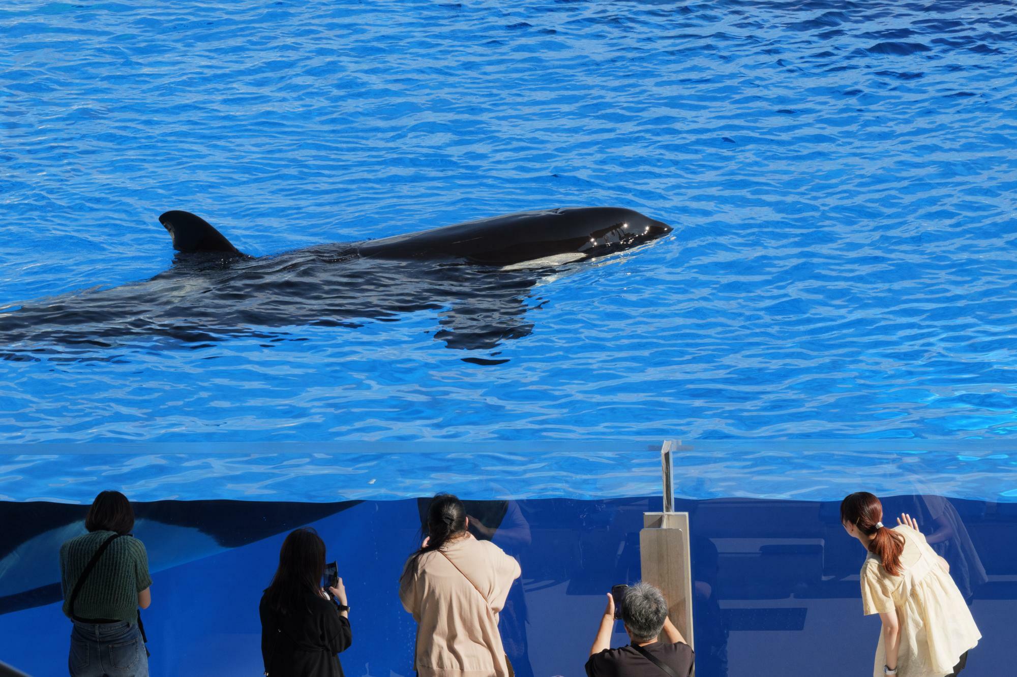 水族館の人気者「オルカ」のプールに集まる人たち