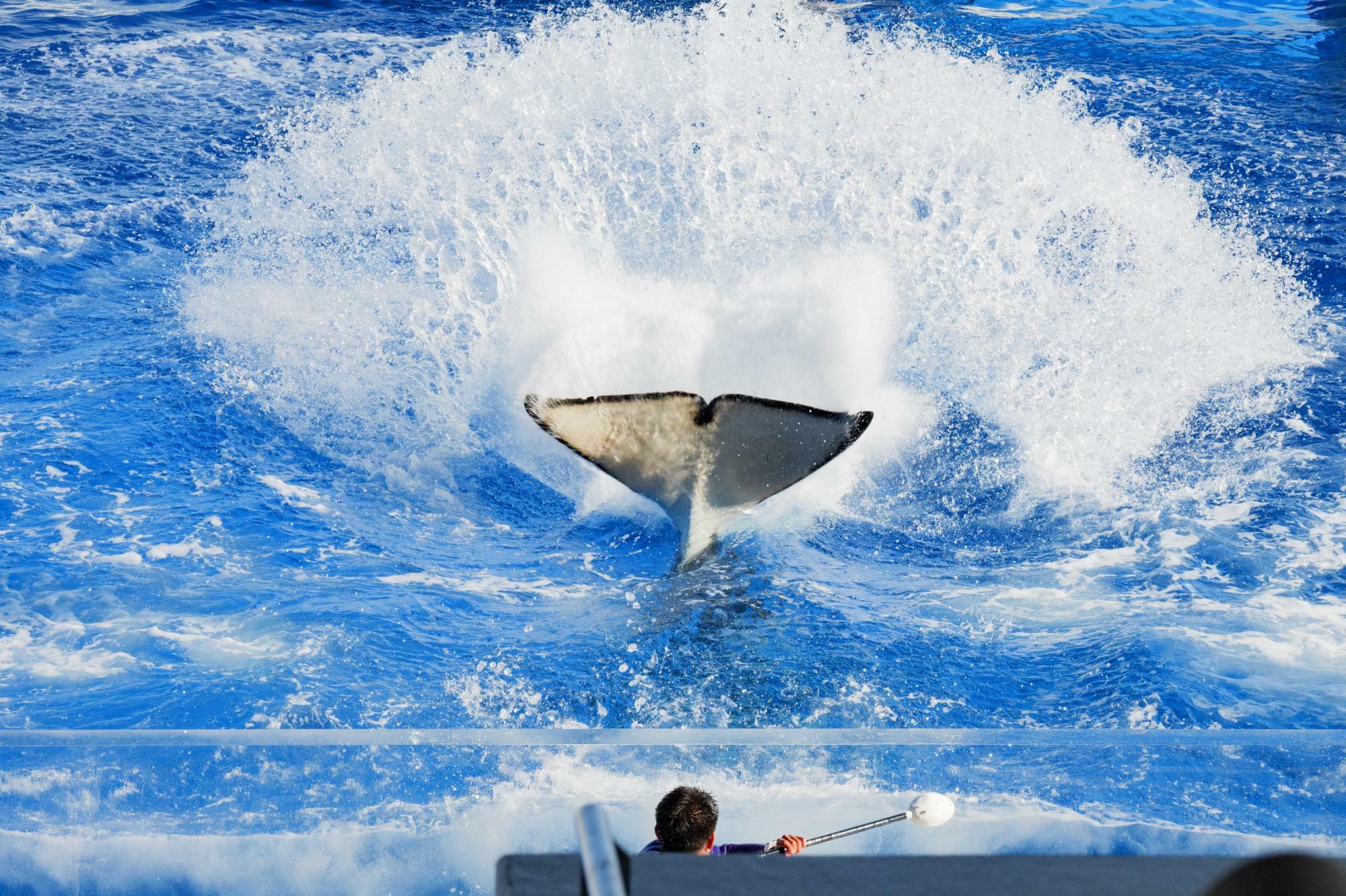 ショーの最中に客席に向けて尾びれで水をかけるシャチ。盛大な水しぶきの一瞬を写真におさめました。