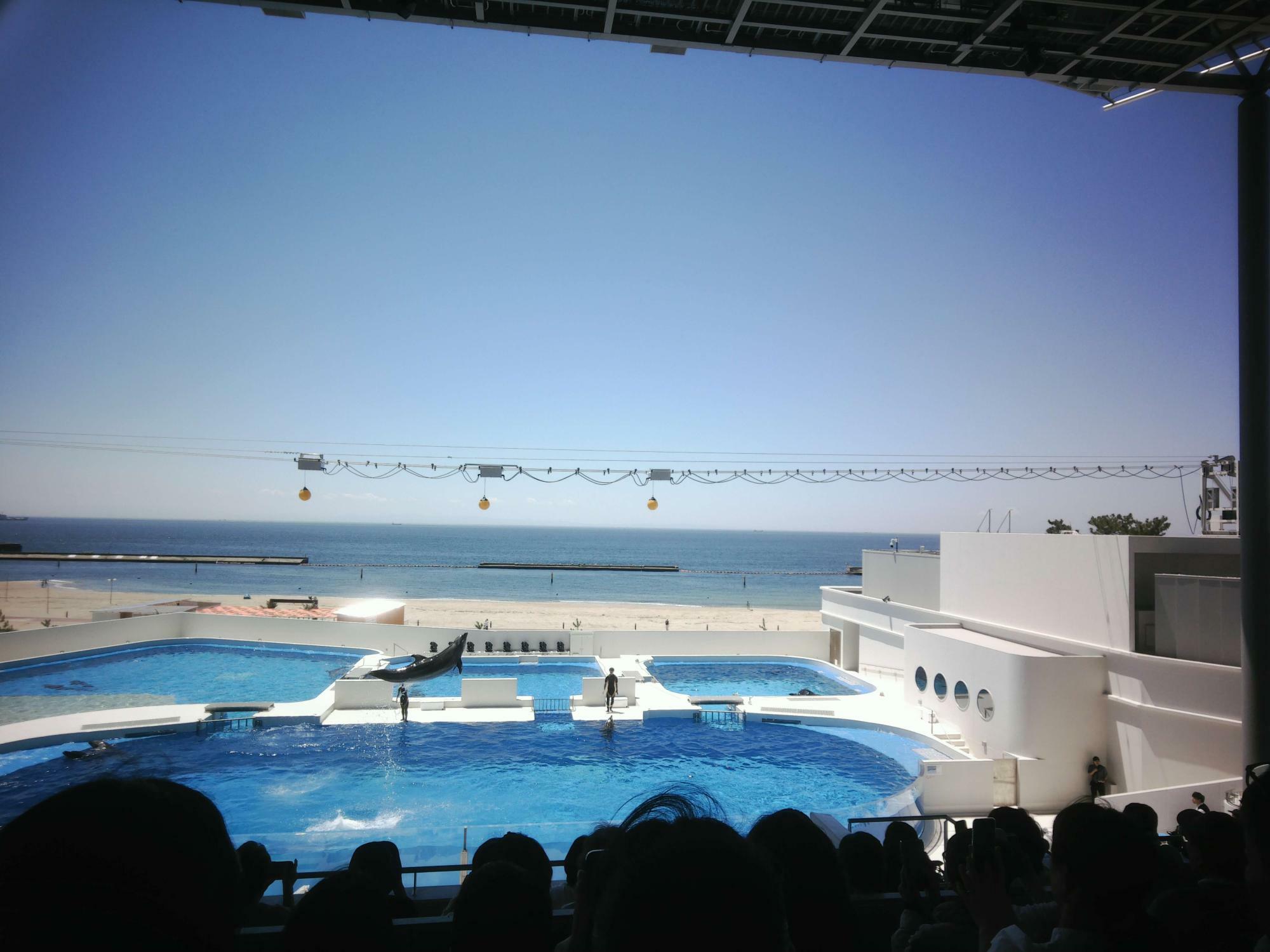 水族館でイルカショー（遠い）