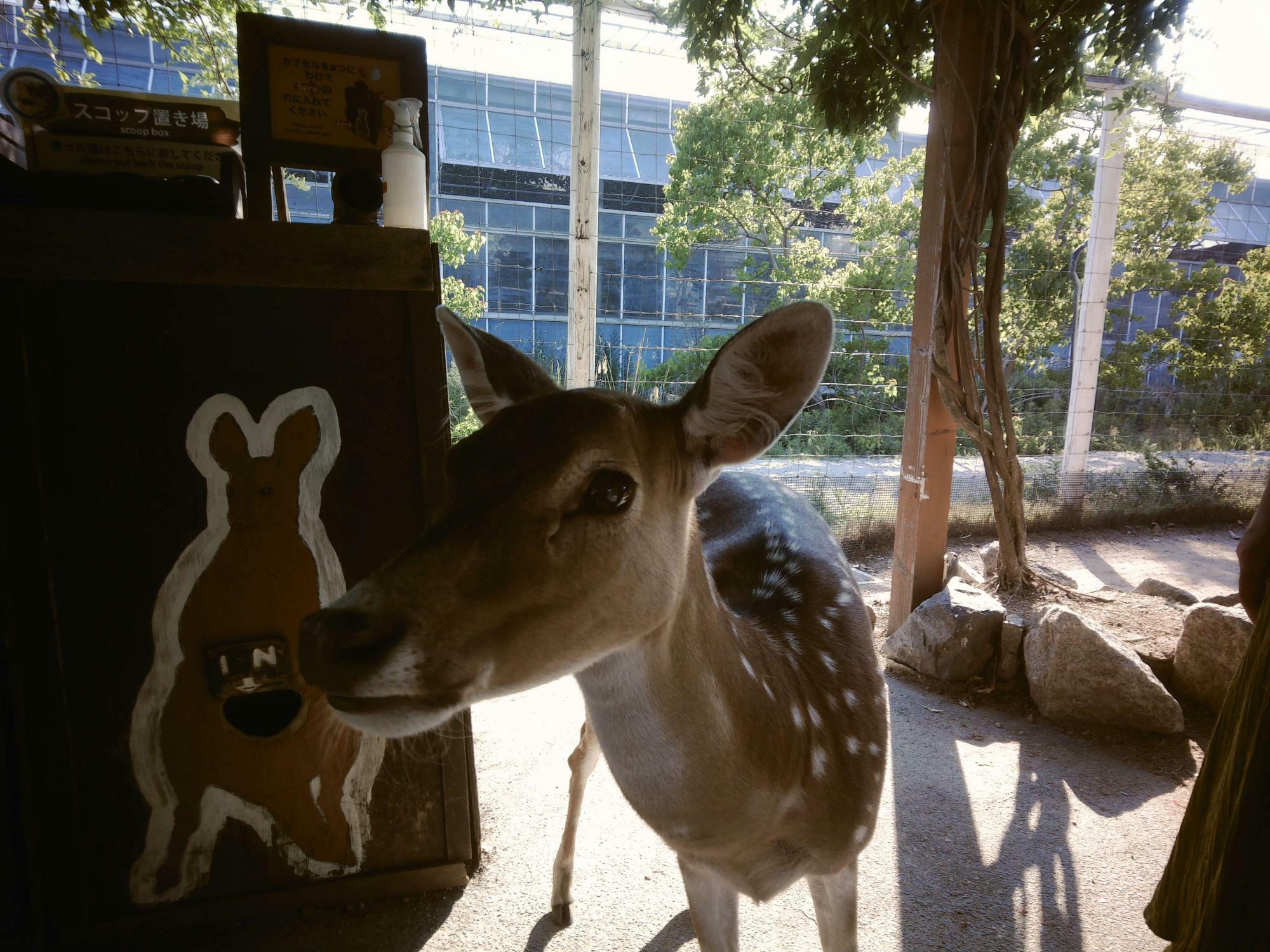 動物園の鹿さん