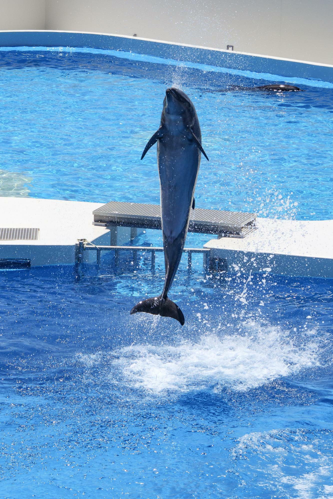 ジャンプの瞬間は舞い散る水しぶきもきれいだ。