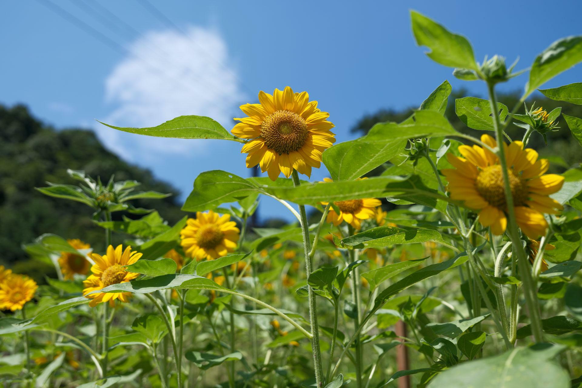 ひまわりの花が見ごろです（2024年7月31日撮影）