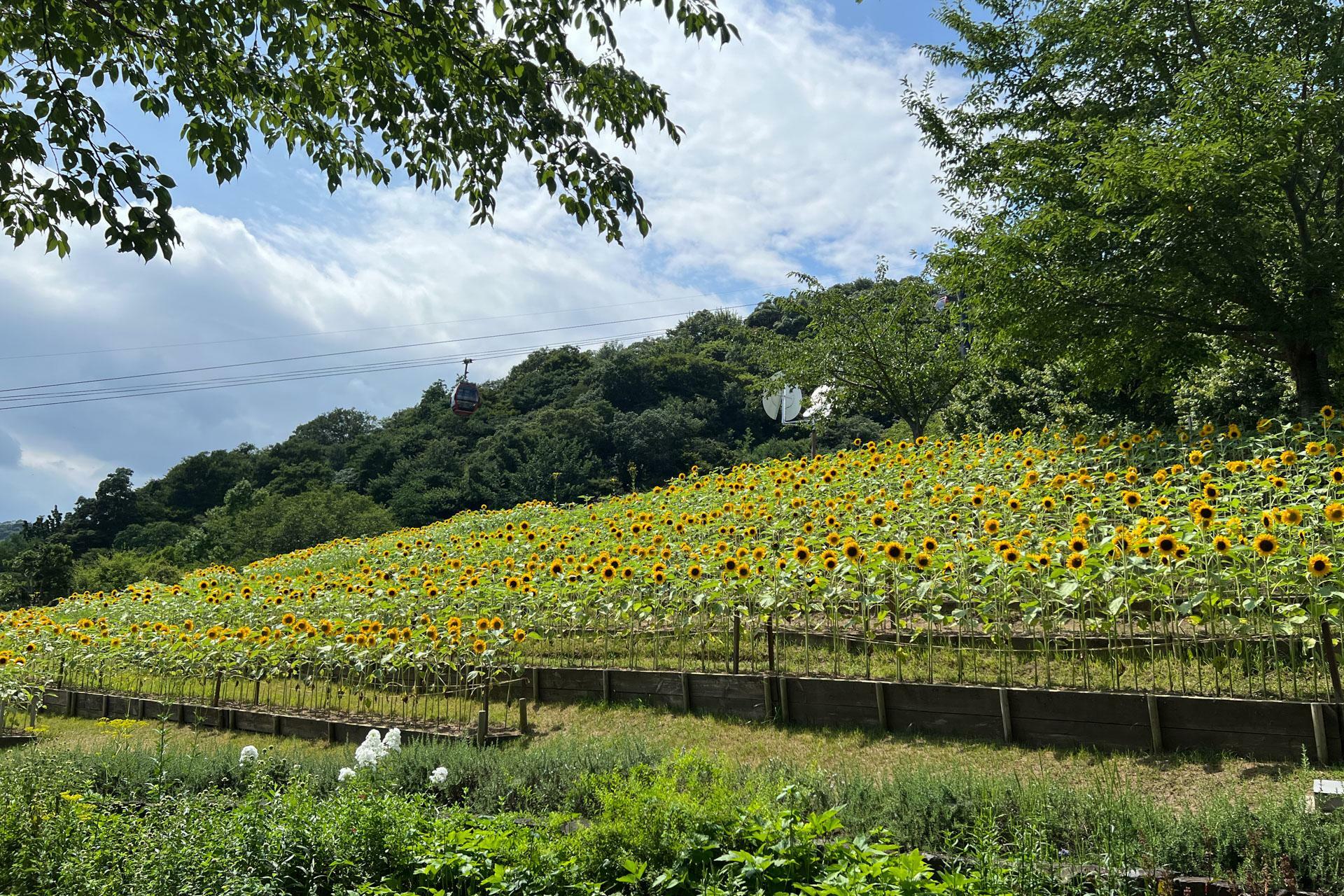 「風の丘フラワー園」のひまわり畑