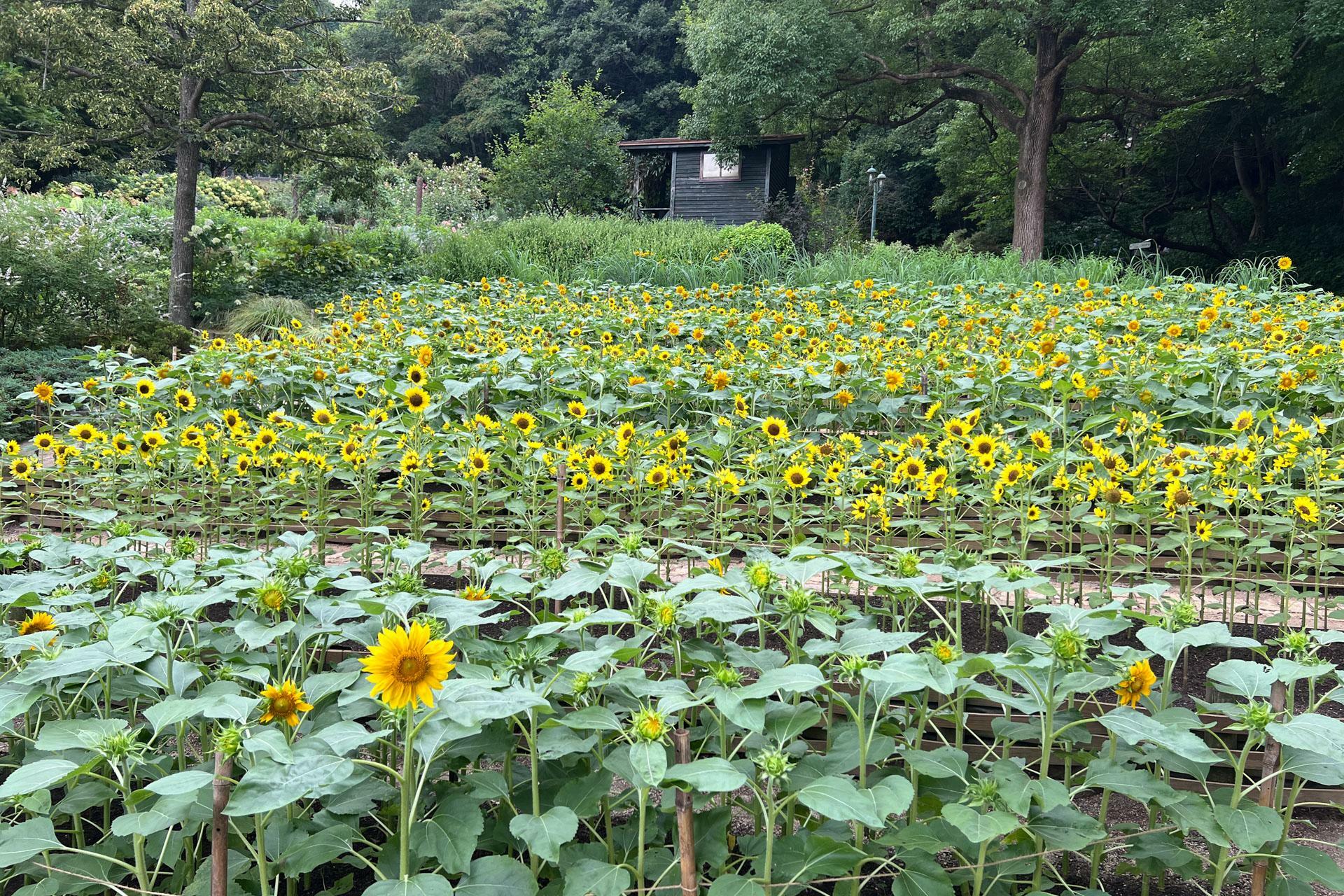 「四季の庭」のひまわり畑