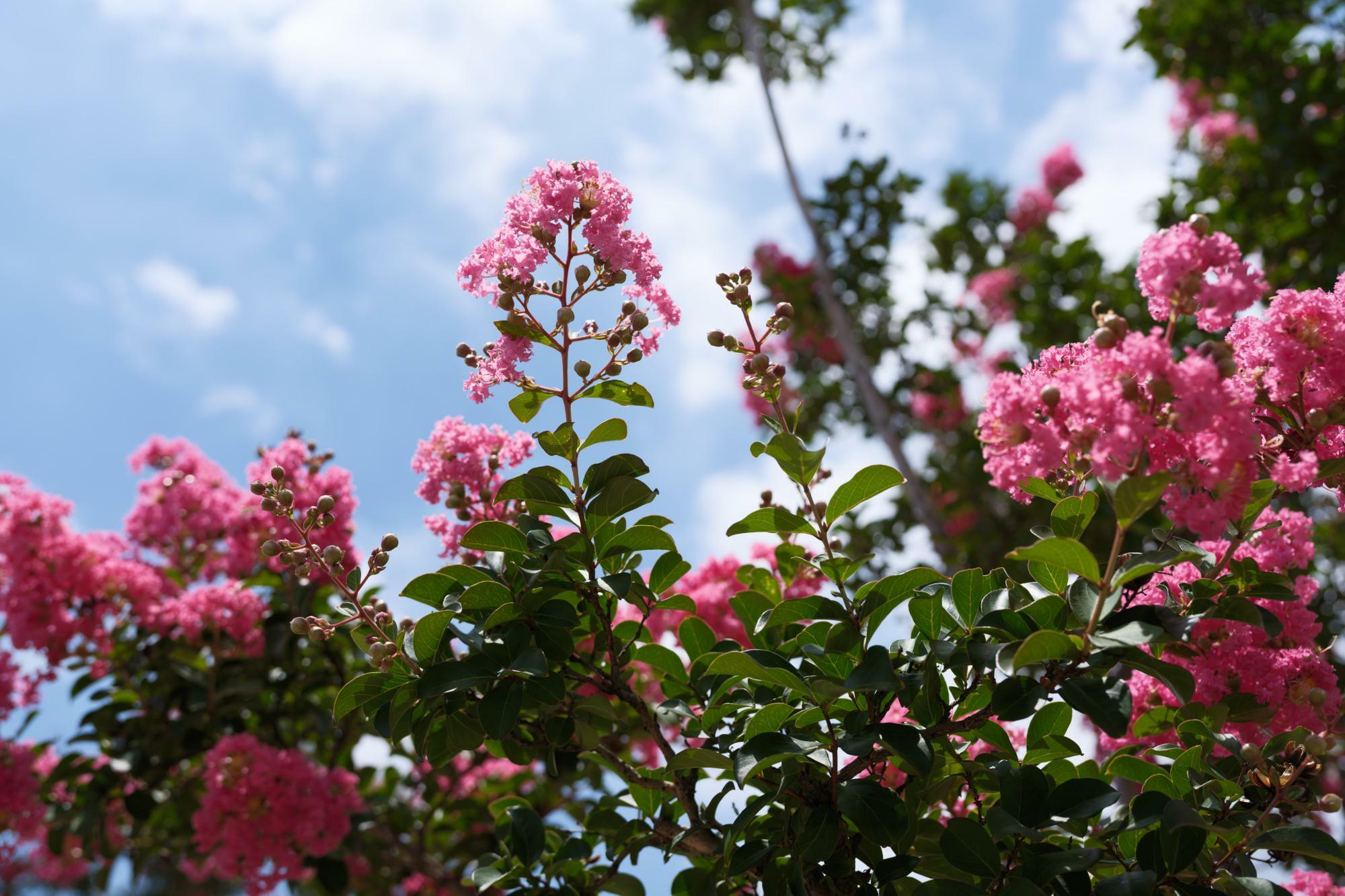 空が背景にくるようにすると花の形や色が映えてきれい。