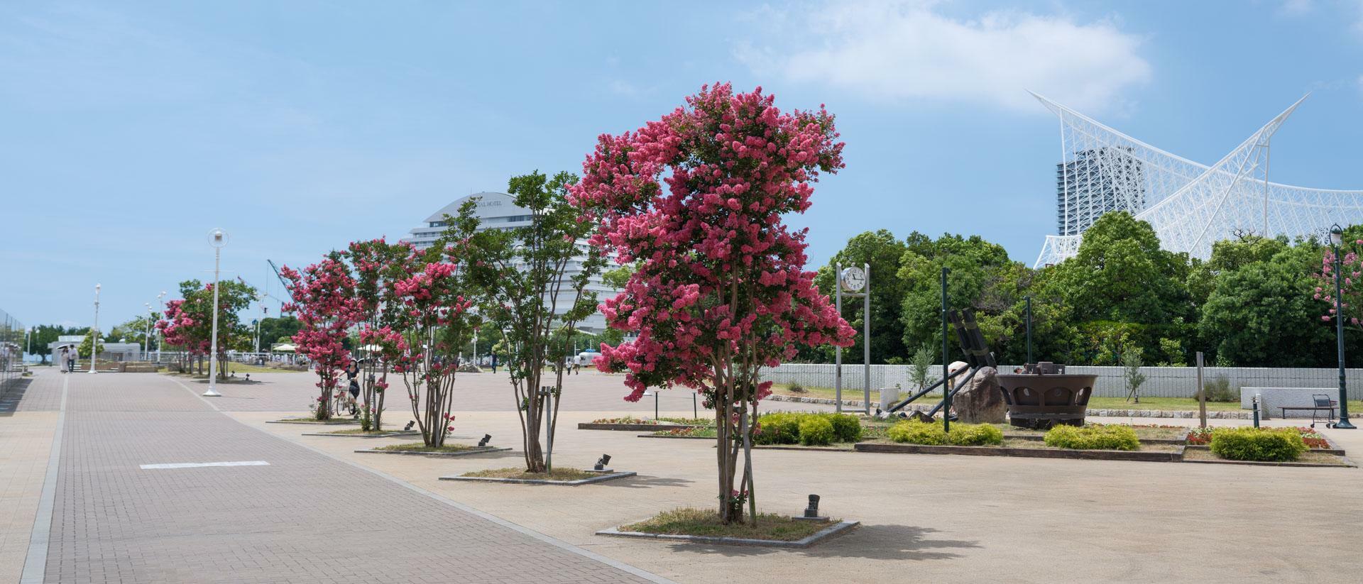 夏以外の季節だと気づきにくいですが、花が咲くと派手なので公園や街路に植えられていることに気づきます。