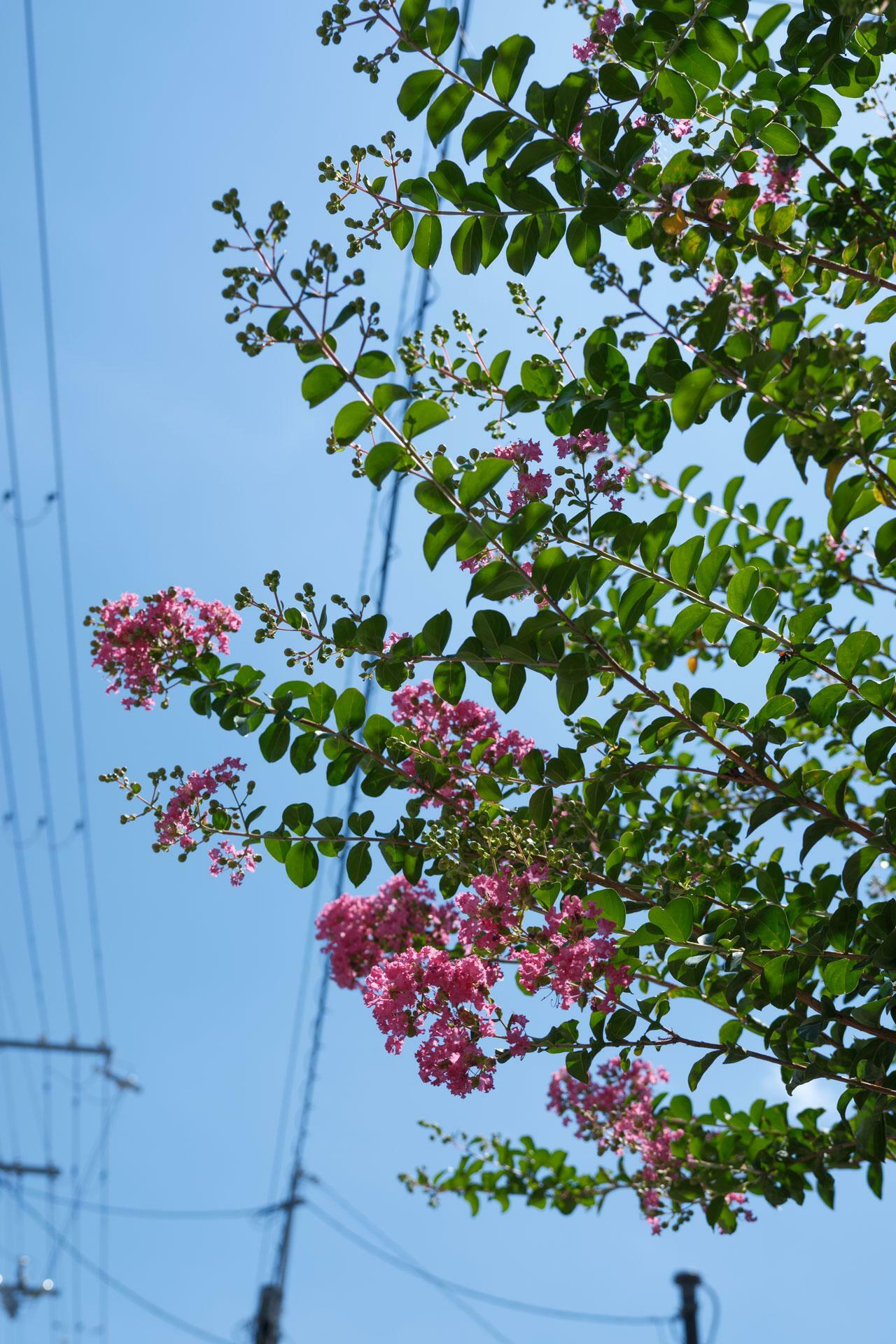 花だけでなくつぼみや葉っぱもかわいらしい。