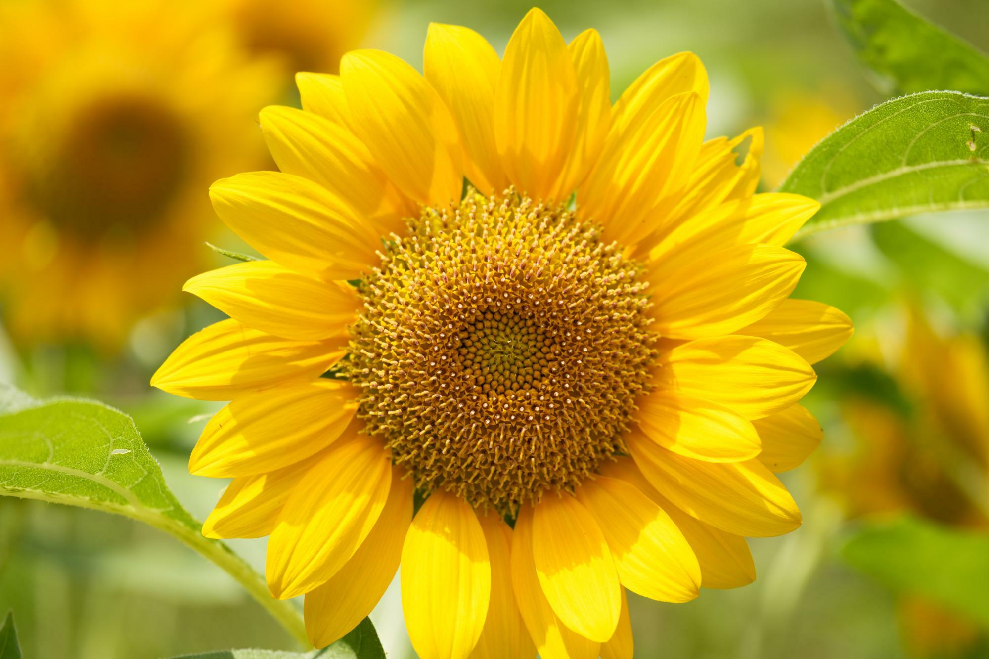 夏の花「ヒマワリ」