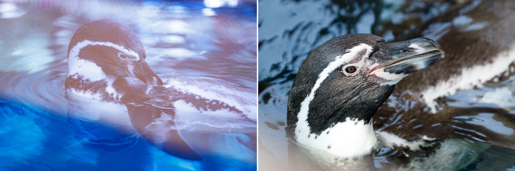 画像左はガラス越しに撮ったペンギン。画像右は間にガラスがないので自然な色に写っています。