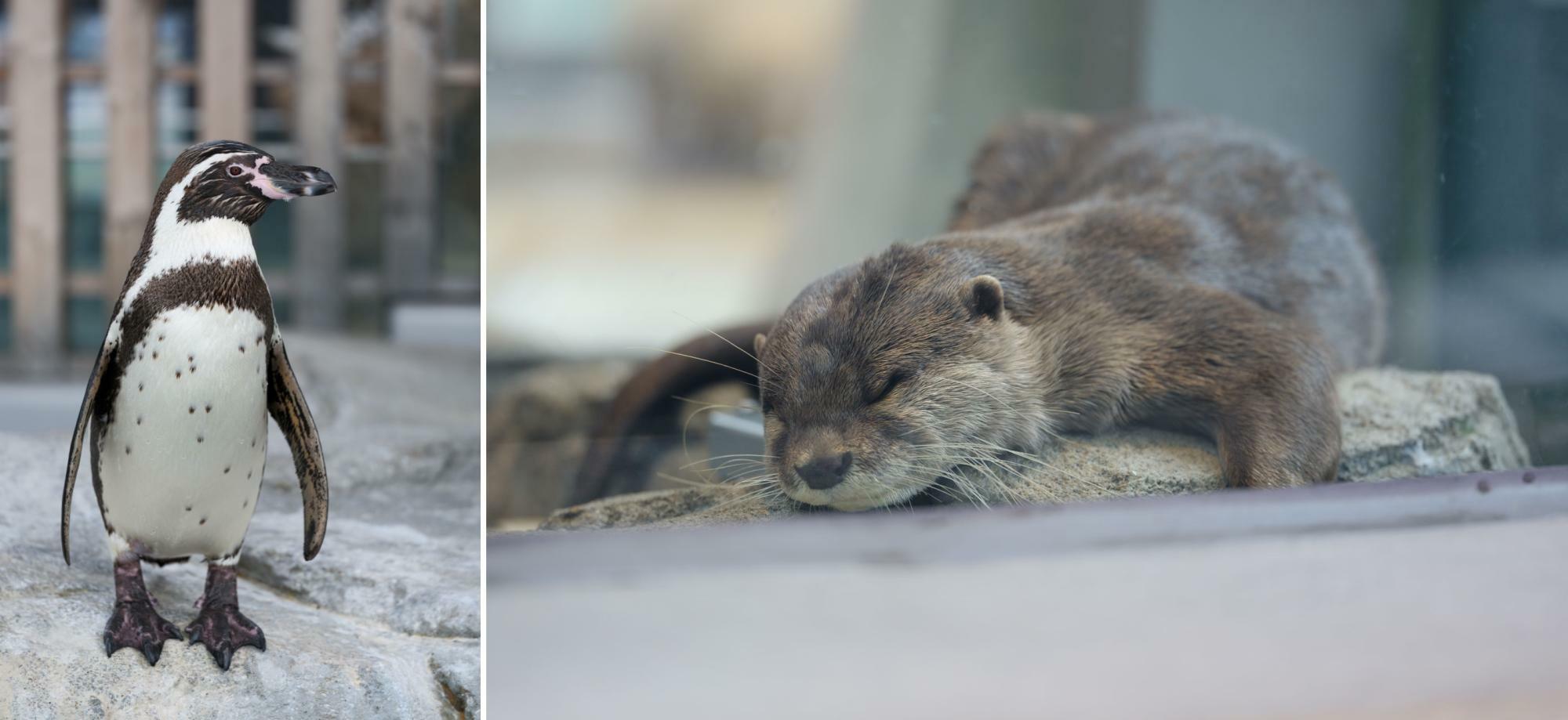 4階「空辺の庭」のフンボルトペンギンとコツメカワウソ。