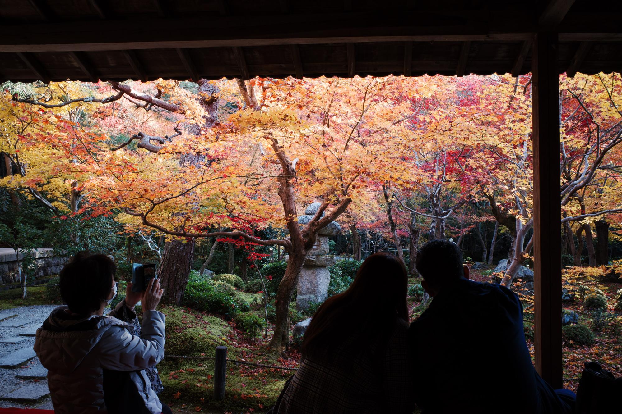 「額縁庭園」と呼ばれる圓光寺を代表する景観