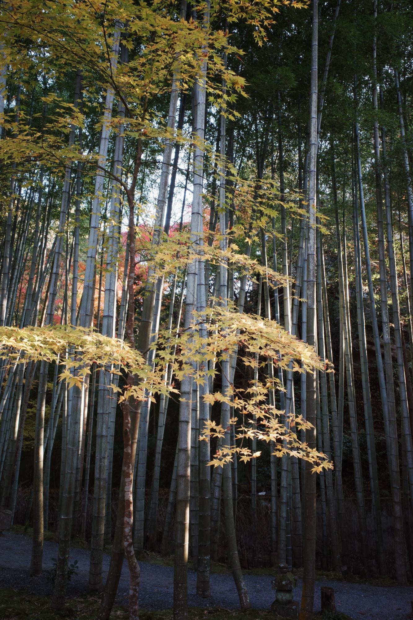 竹林