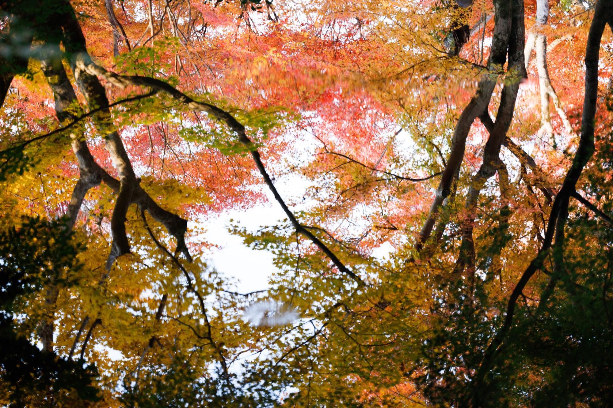 池に反射する紅葉