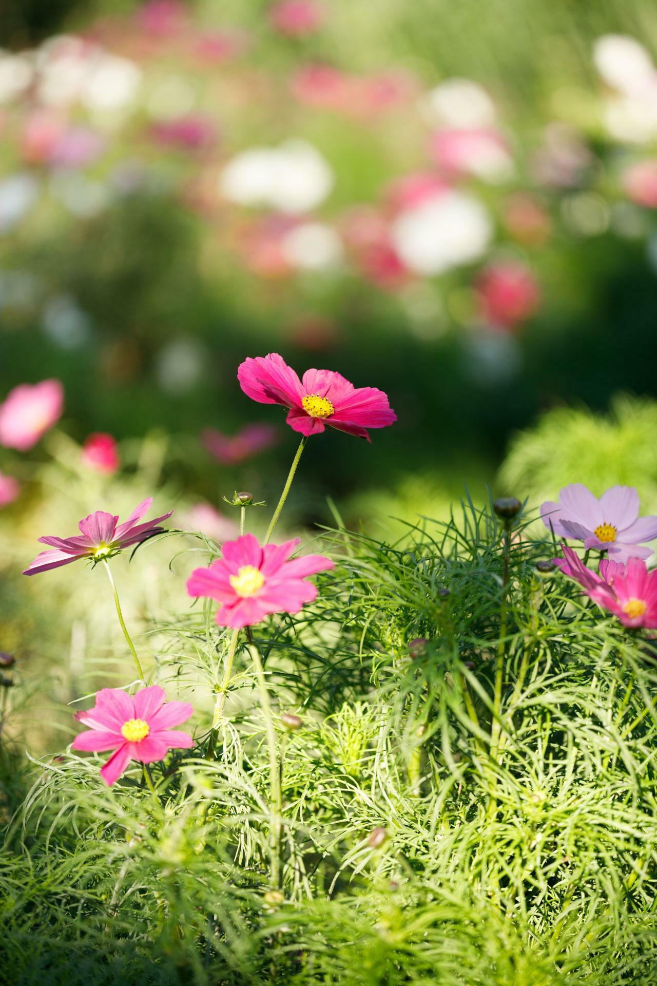 コスモス。日本の秋の風物詩とも言える花です。