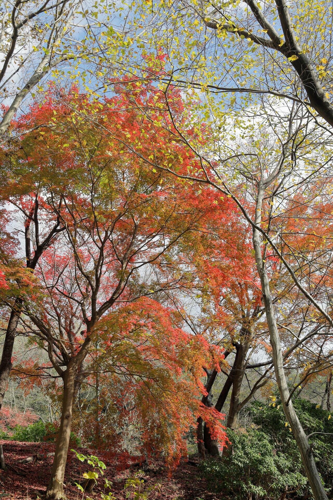 葉が赤く色づく園内（2020年11月30日撮影）