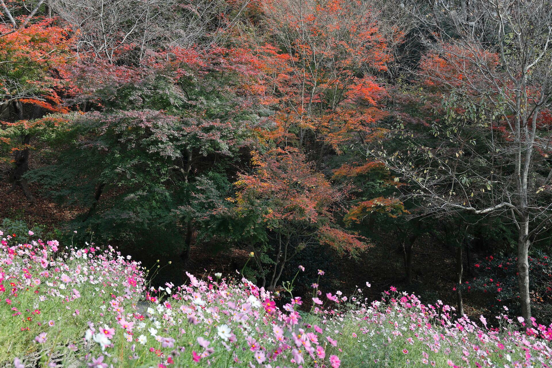 紅葉とコスモス（2020年11月30日撮影）