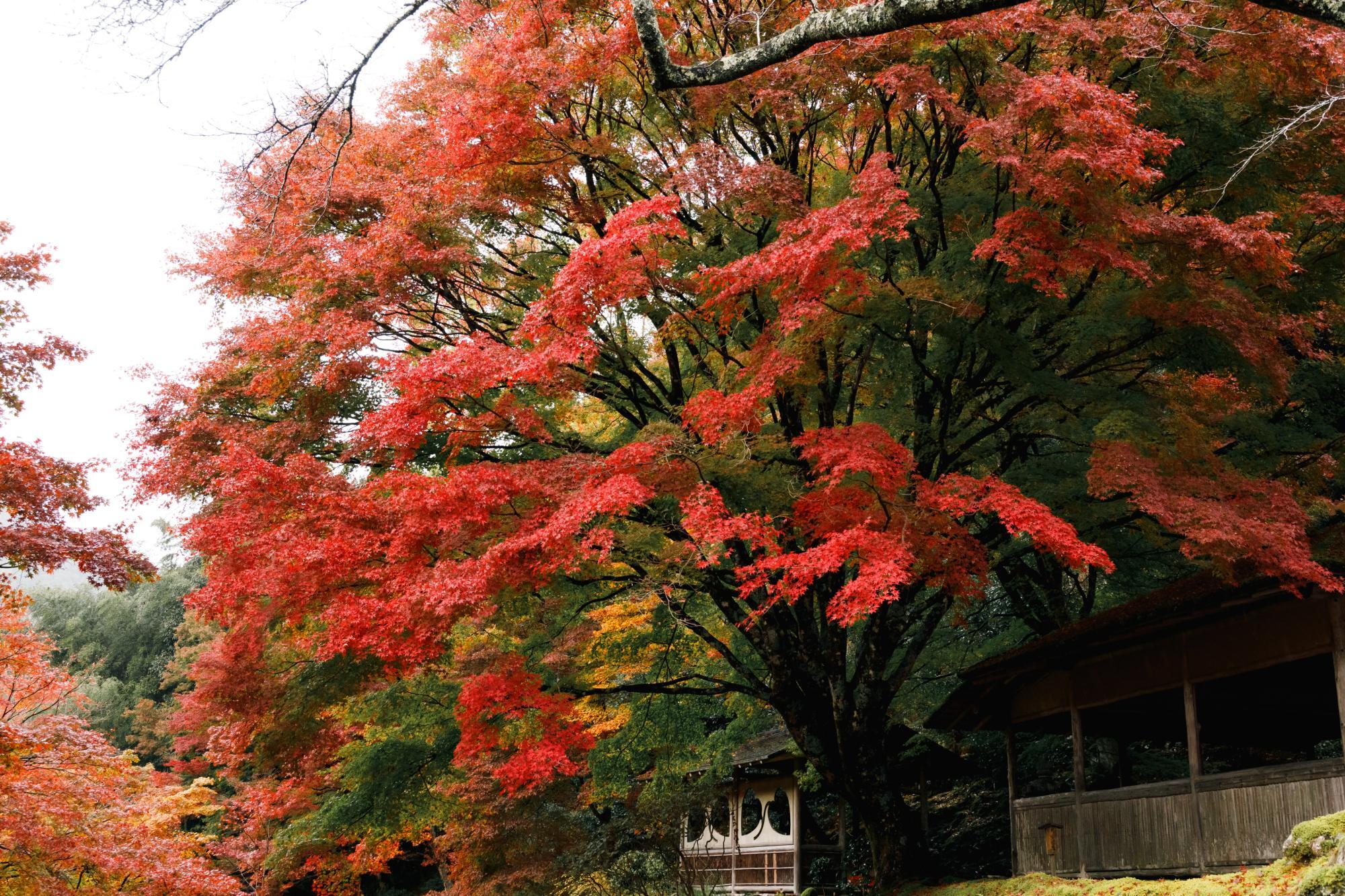 「夫婦紅葉」