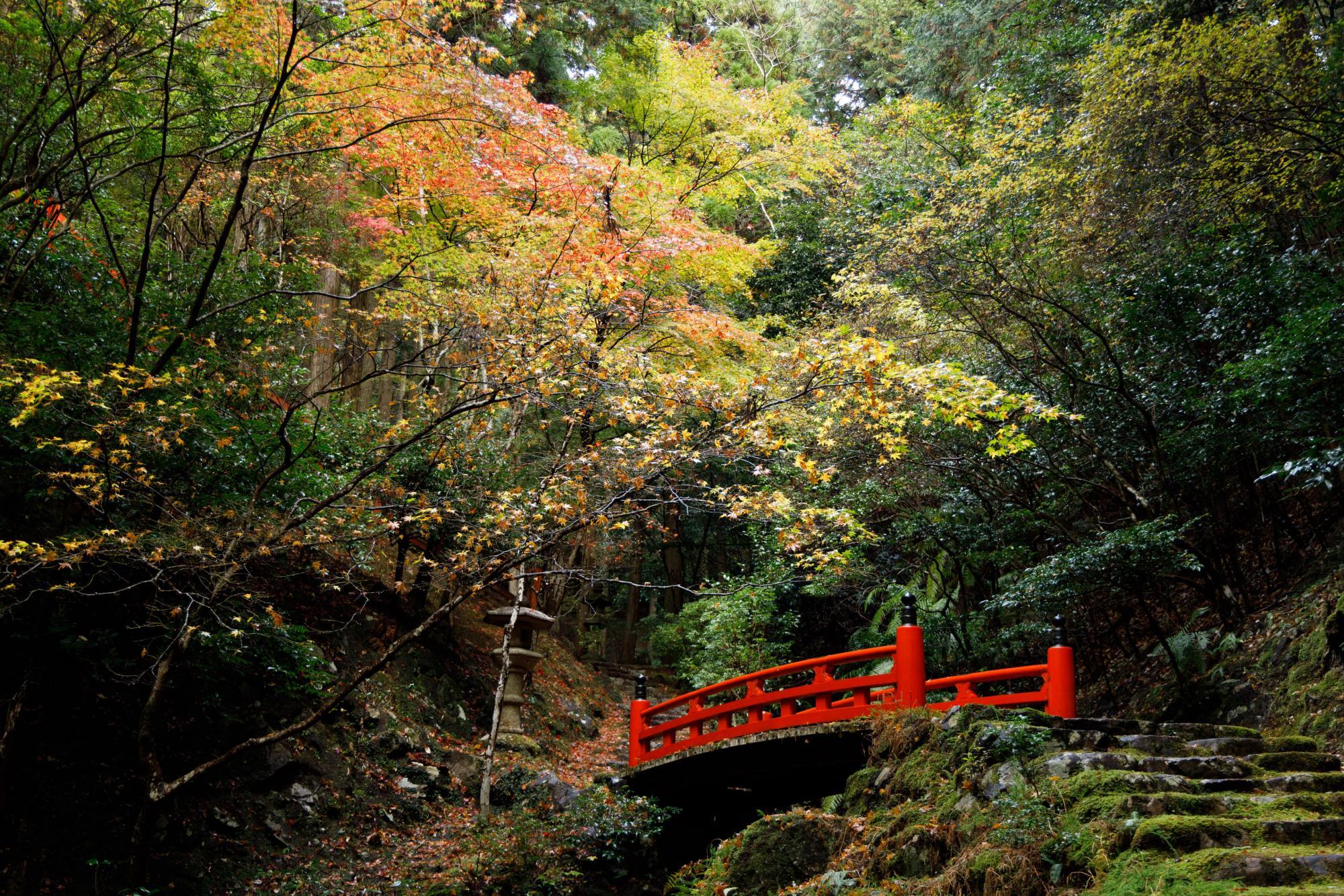 神社の近くは特に自然豊かで神聖な趣があります。