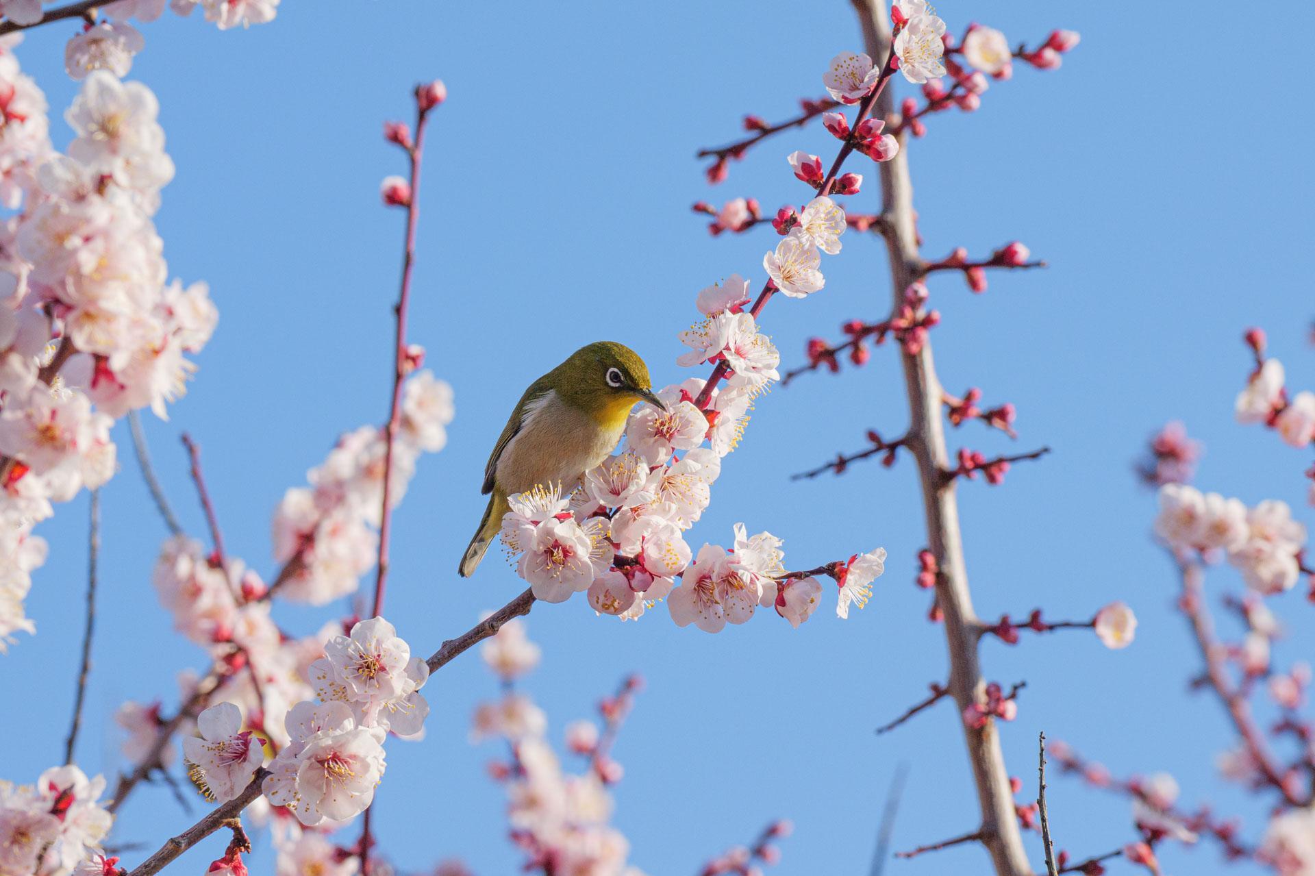 梅の花にやってきたメジロ
