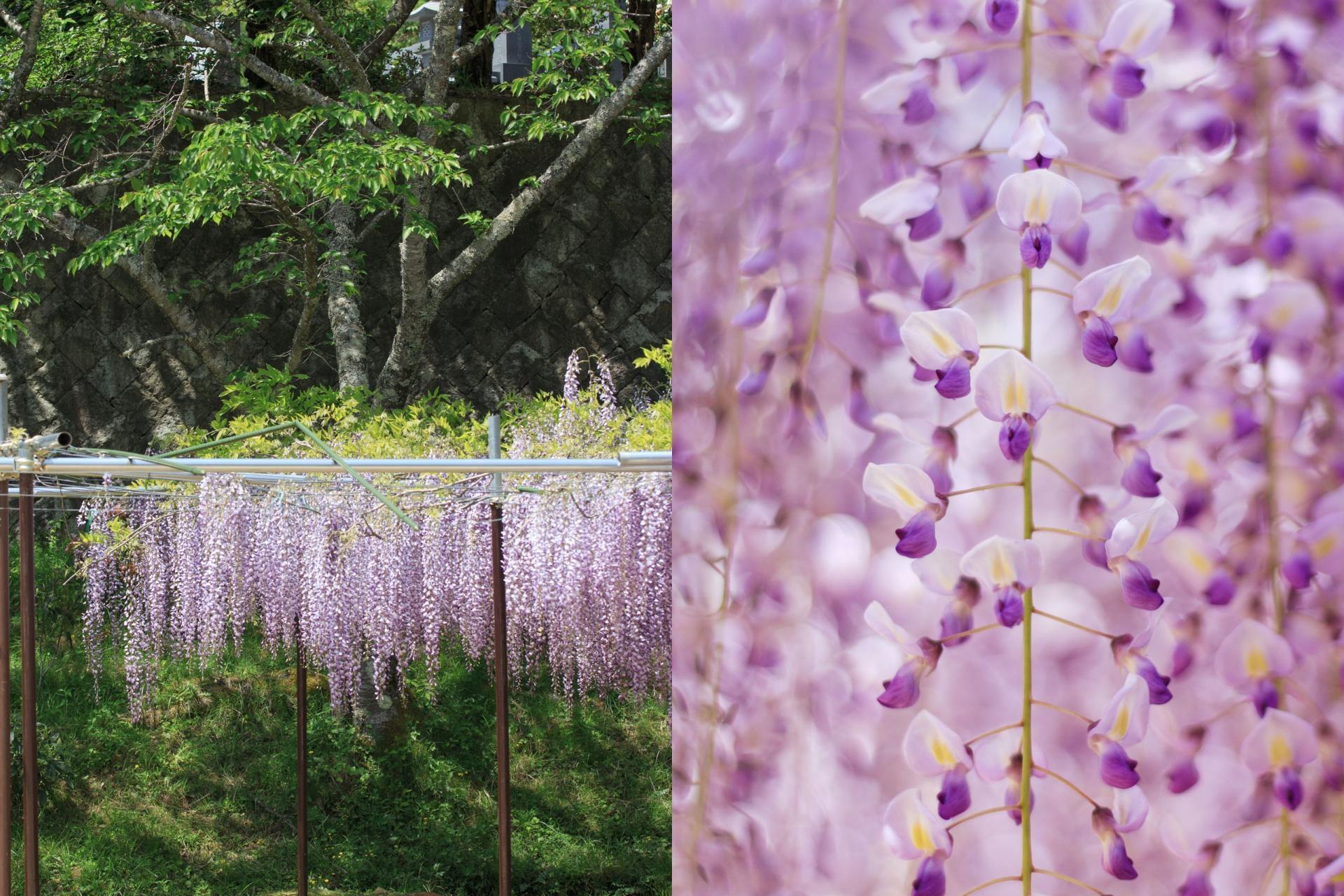 九尺ふじ（日中の姿） | 白毫寺｜兵庫県丹波市｜九尺藤