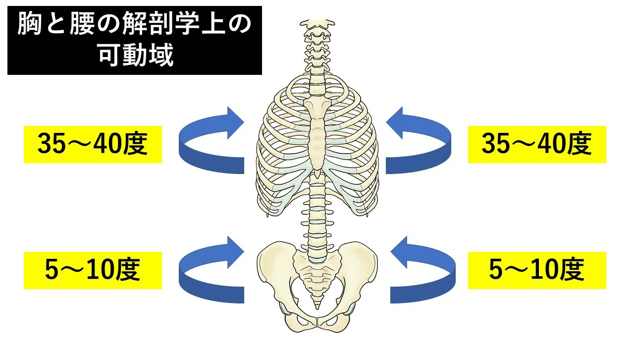 胸椎と腰椎の解剖学上の可動域