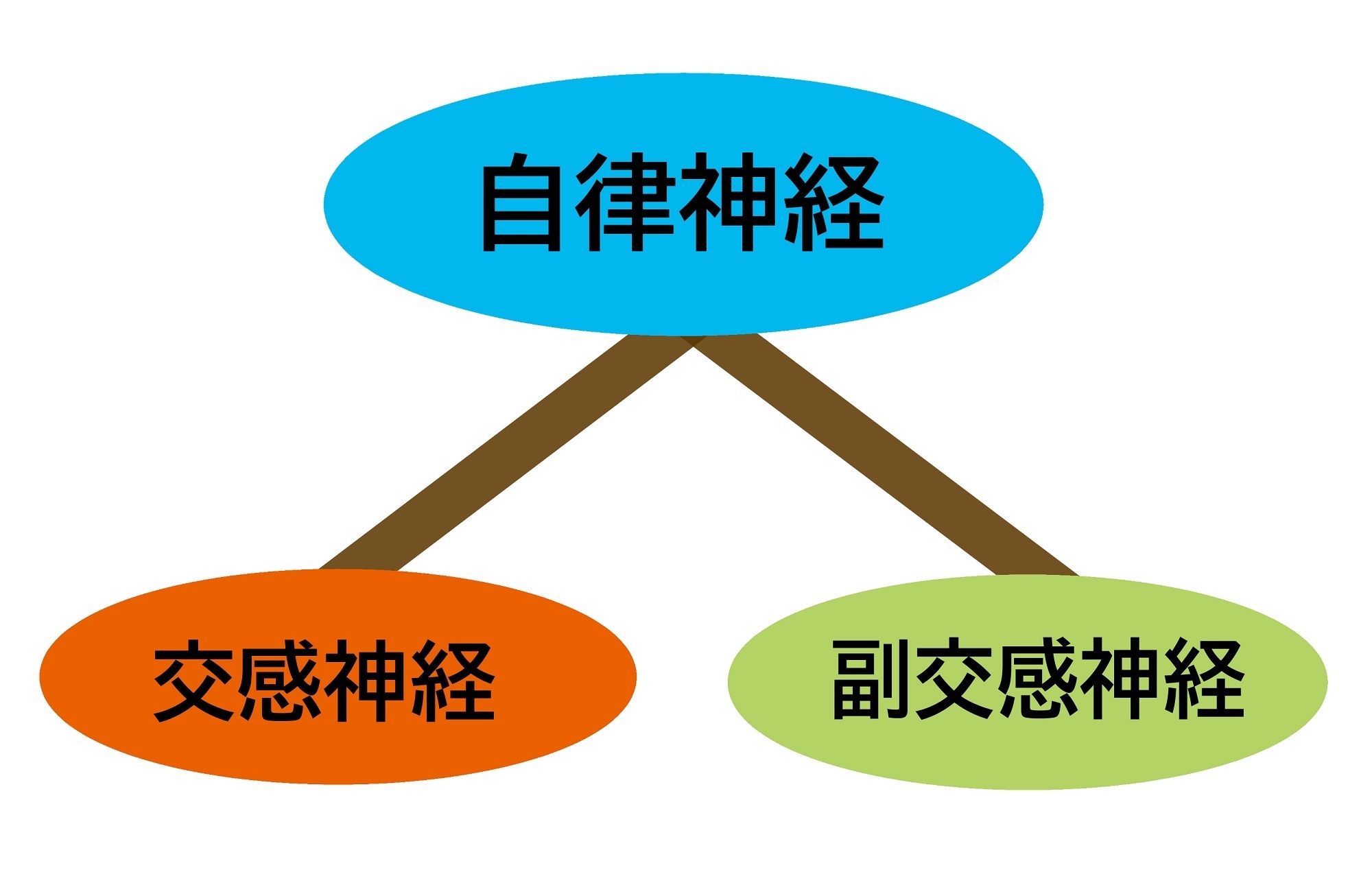 自律神経には交感神経と副交感神経の2つがある