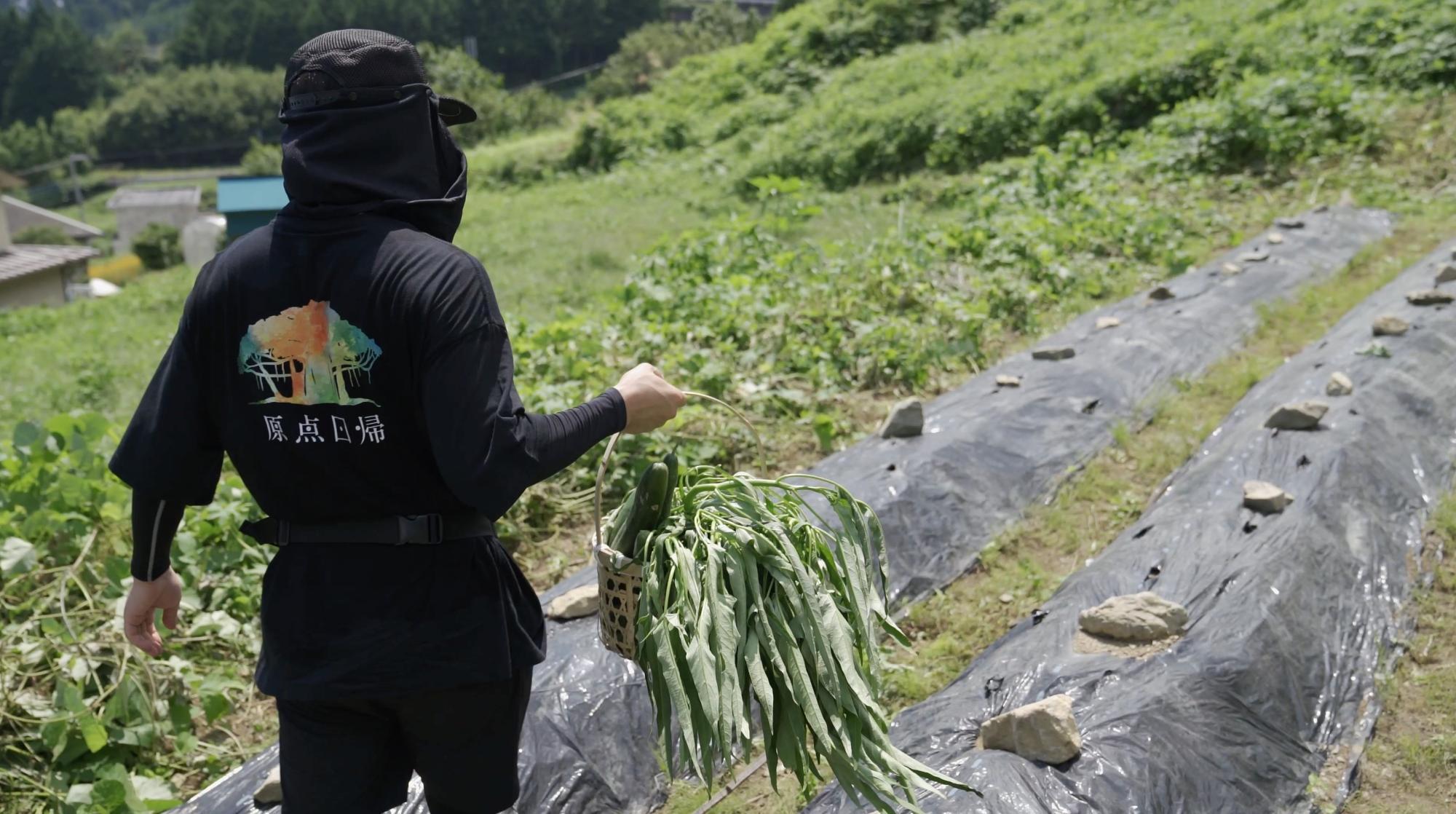 菌ちゃん農法で畝を作った畑で夏野菜を収穫