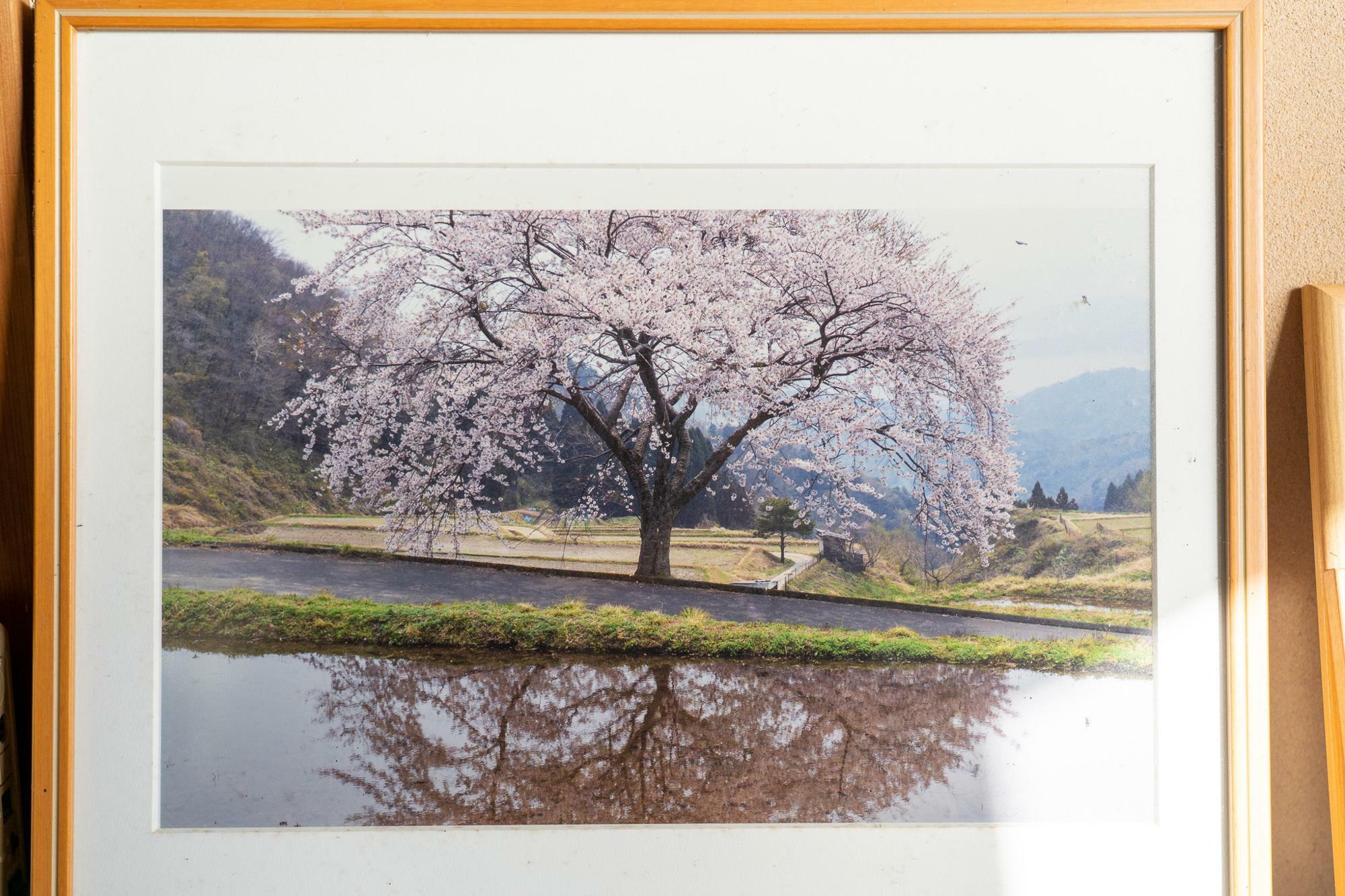 溝口さんの自宅玄関に飾られていた桜の写真。山田さんたちが稲作をする田んぼはこの桜の真横になる