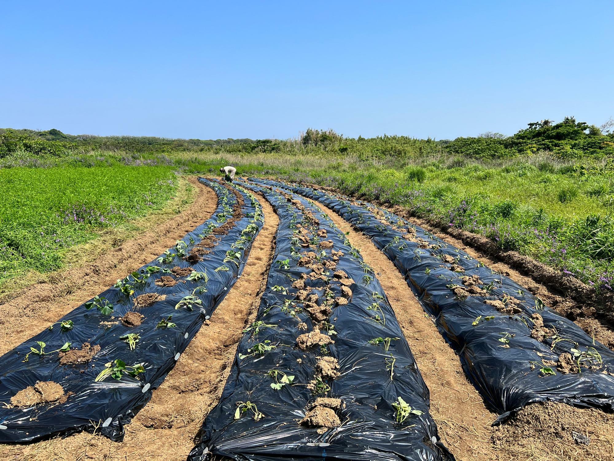 山口県萩市にある無人島の畑では、モンパチフェスに出店するための薩摩芋や馬鈴薯を植えている