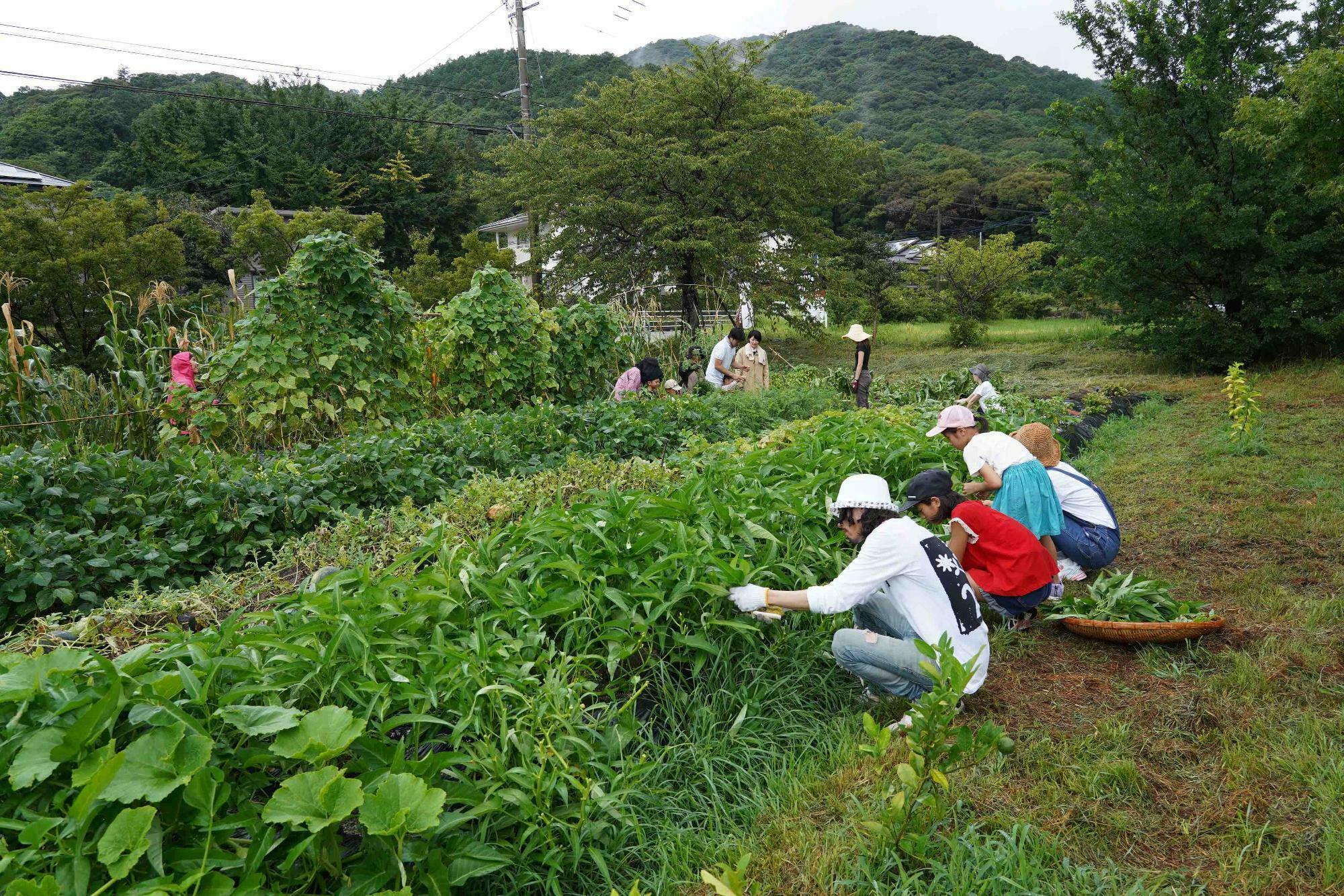 『原点回帰』メンバーと一緒に『菌ちゃん農法』を実践した佐賀県神崎の畑