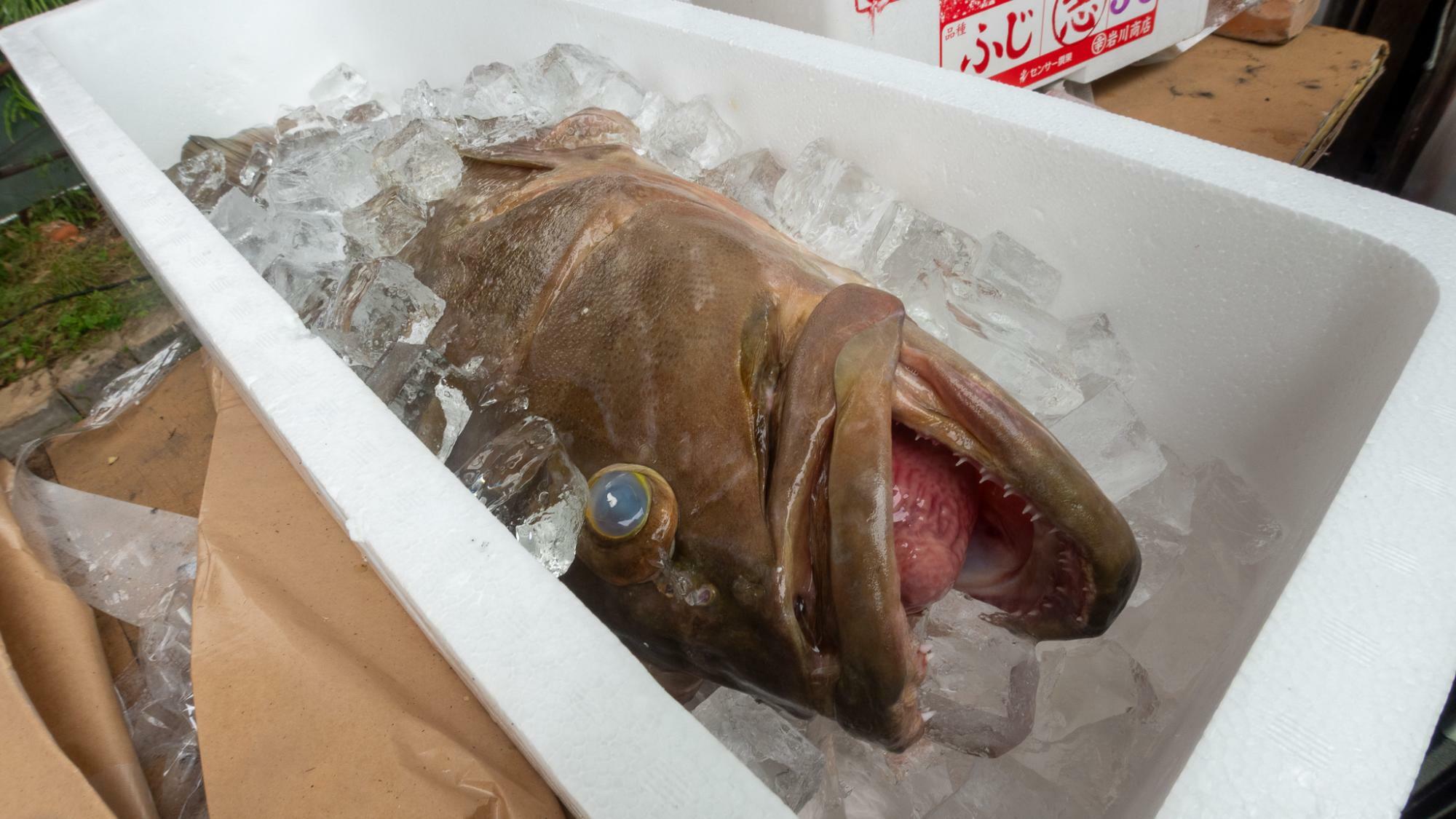 沖縄の釣り名人、高橋哲也さんから送られてきたクエ