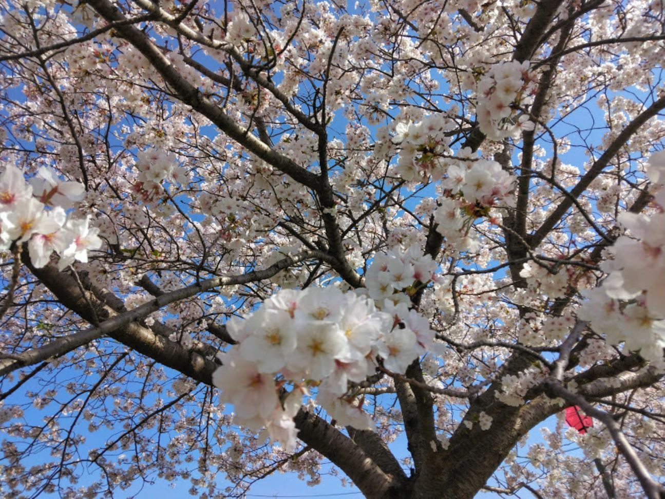 ひょうたん池の桜