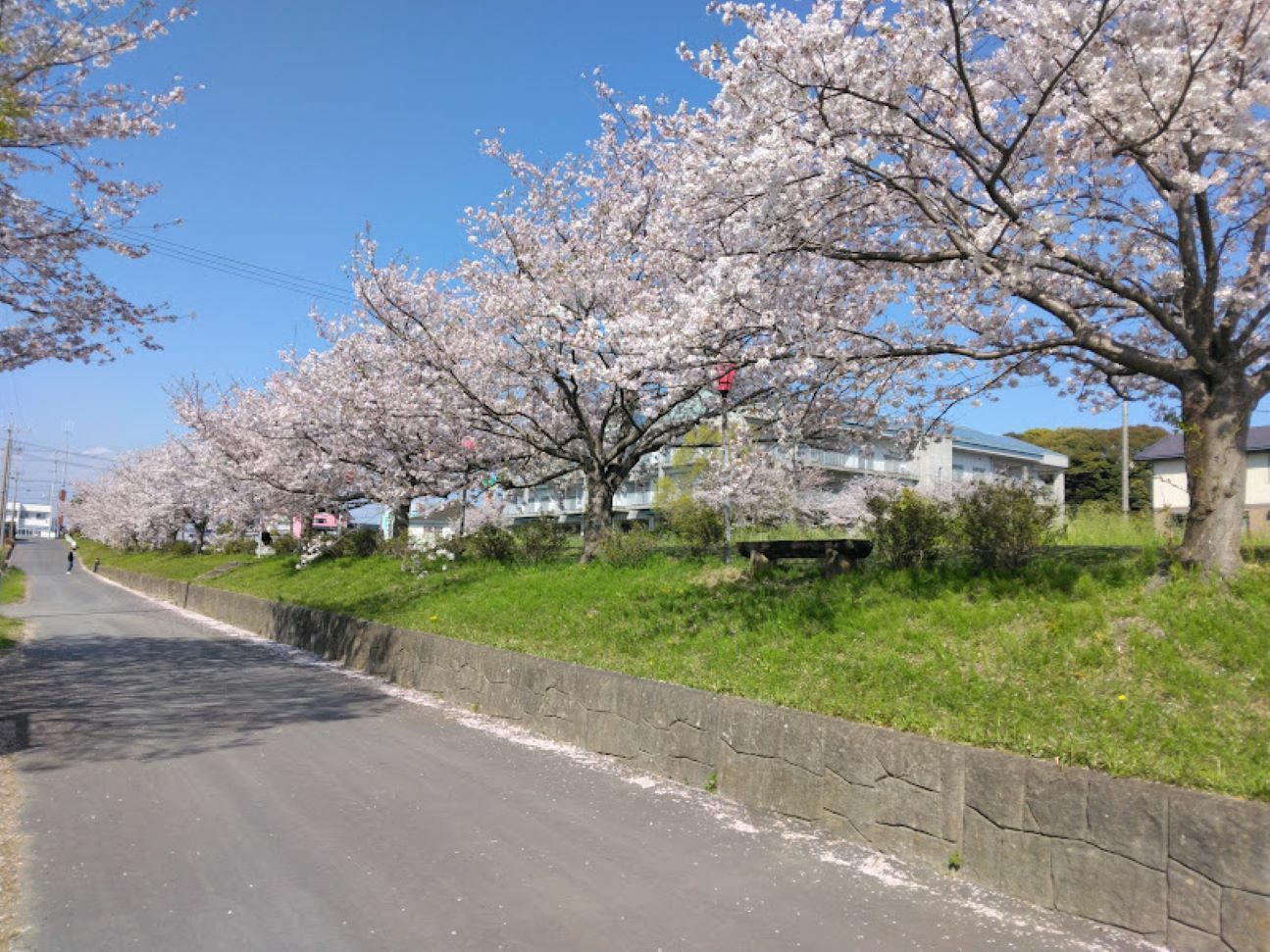 【磐田市】西貝塚にある自然豊かな「ひょうたん池」にある桜が