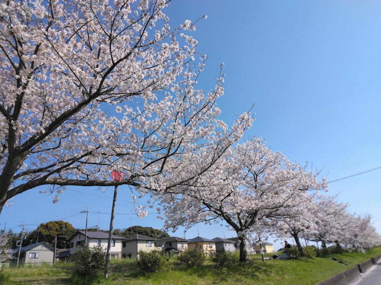 磐田市】西貝塚にある自然豊かな「ひょうたん池」にある桜が見頃を迎え