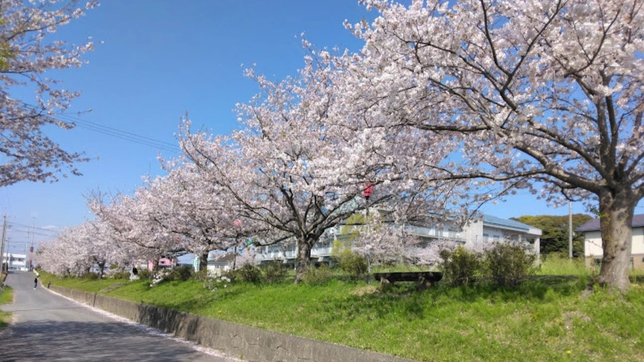 磐田市】西貝塚にある自然豊かな「ひょうたん池」にある桜が見頃を迎え