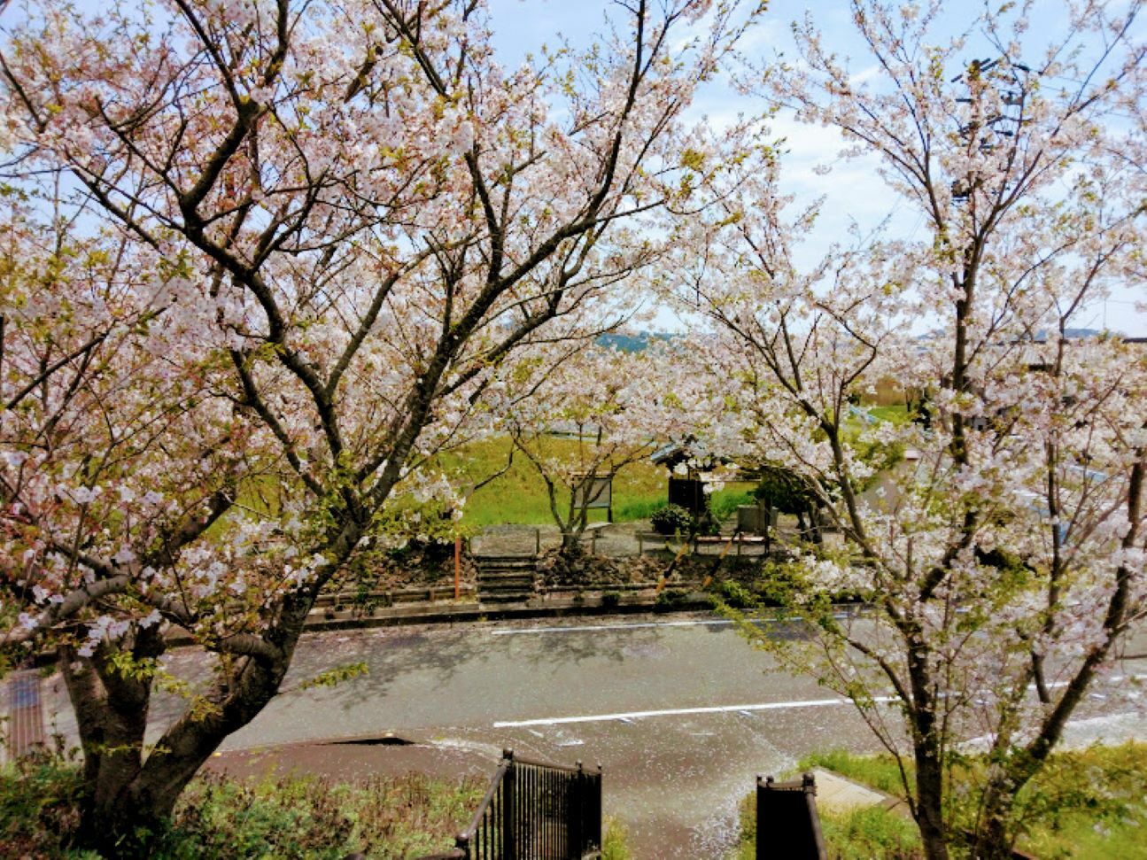 上から見る桜が美しかったです