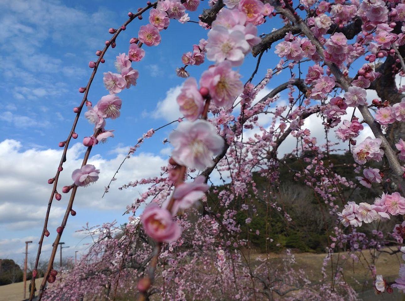 2024年2月3日（土）撮影