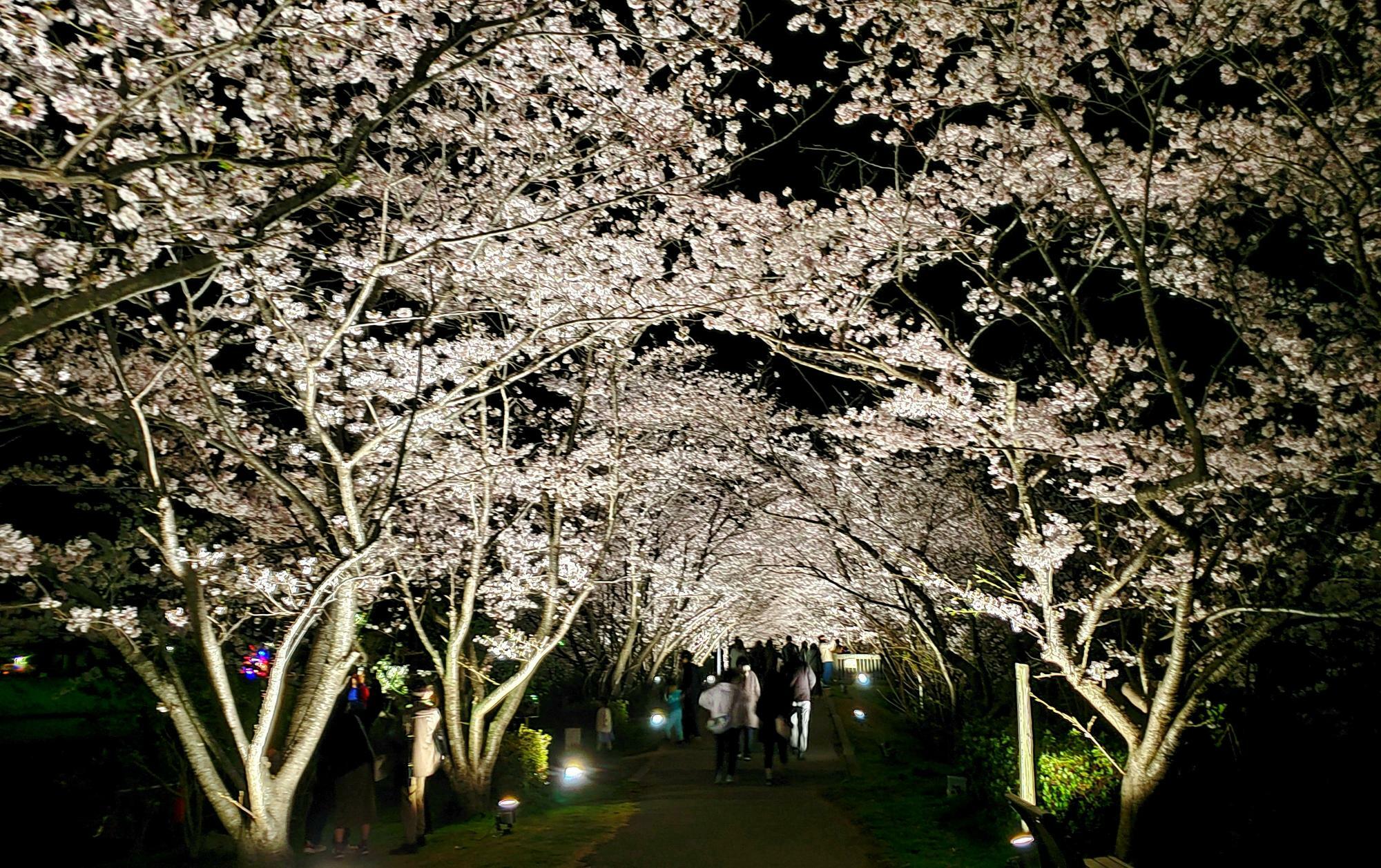 ライトアップされた桜並木（2022年）