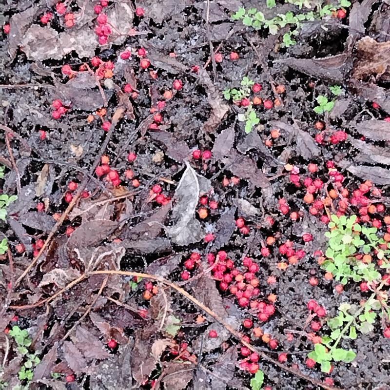 鳥が食べやすそうに沢山落ちている（津別）