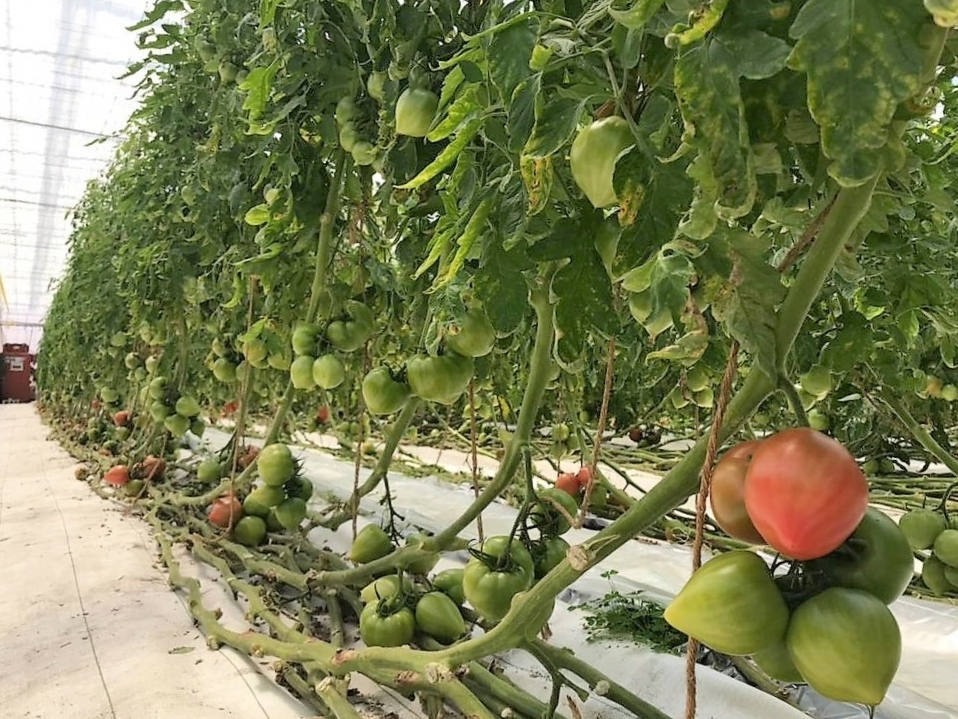 「れぎゅーむれぎゅーむ」のトマト畑