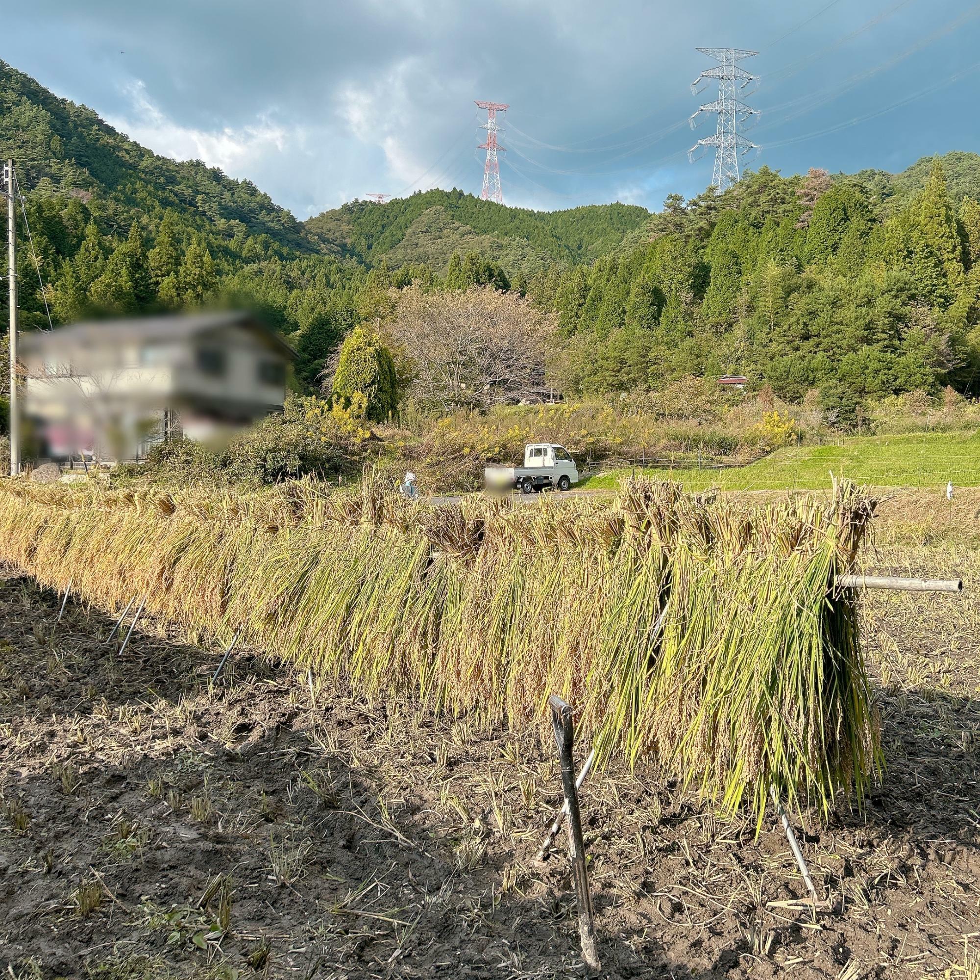 刈り取った稲をはざかけ