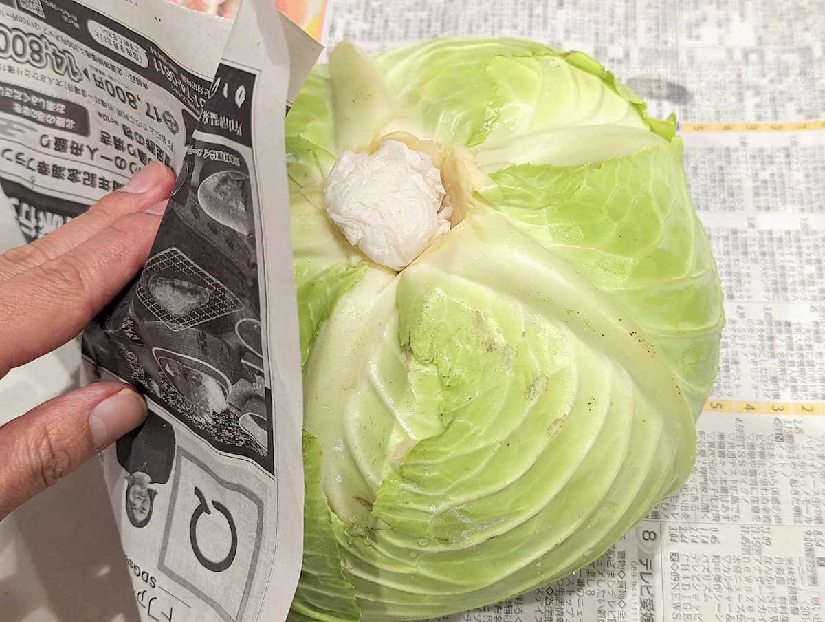 キャベツさま専用 キャベツさま専用 【公式通販】