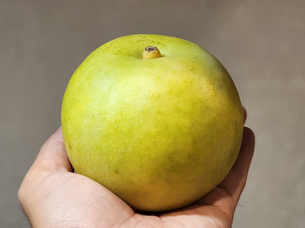 青梨の代表的な品種　二十世紀梨