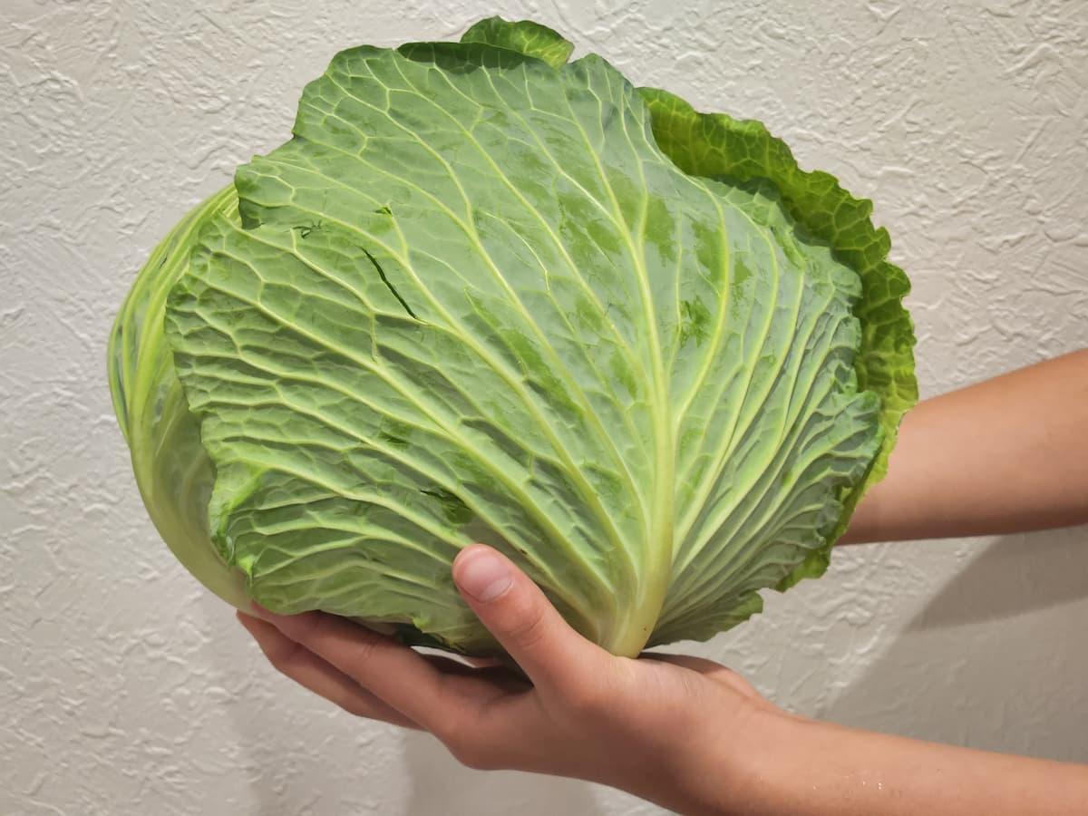 キャベツ様 キャベツさま専用 キャベツ様用 キャベツ様 専用 彩風 キャベツ