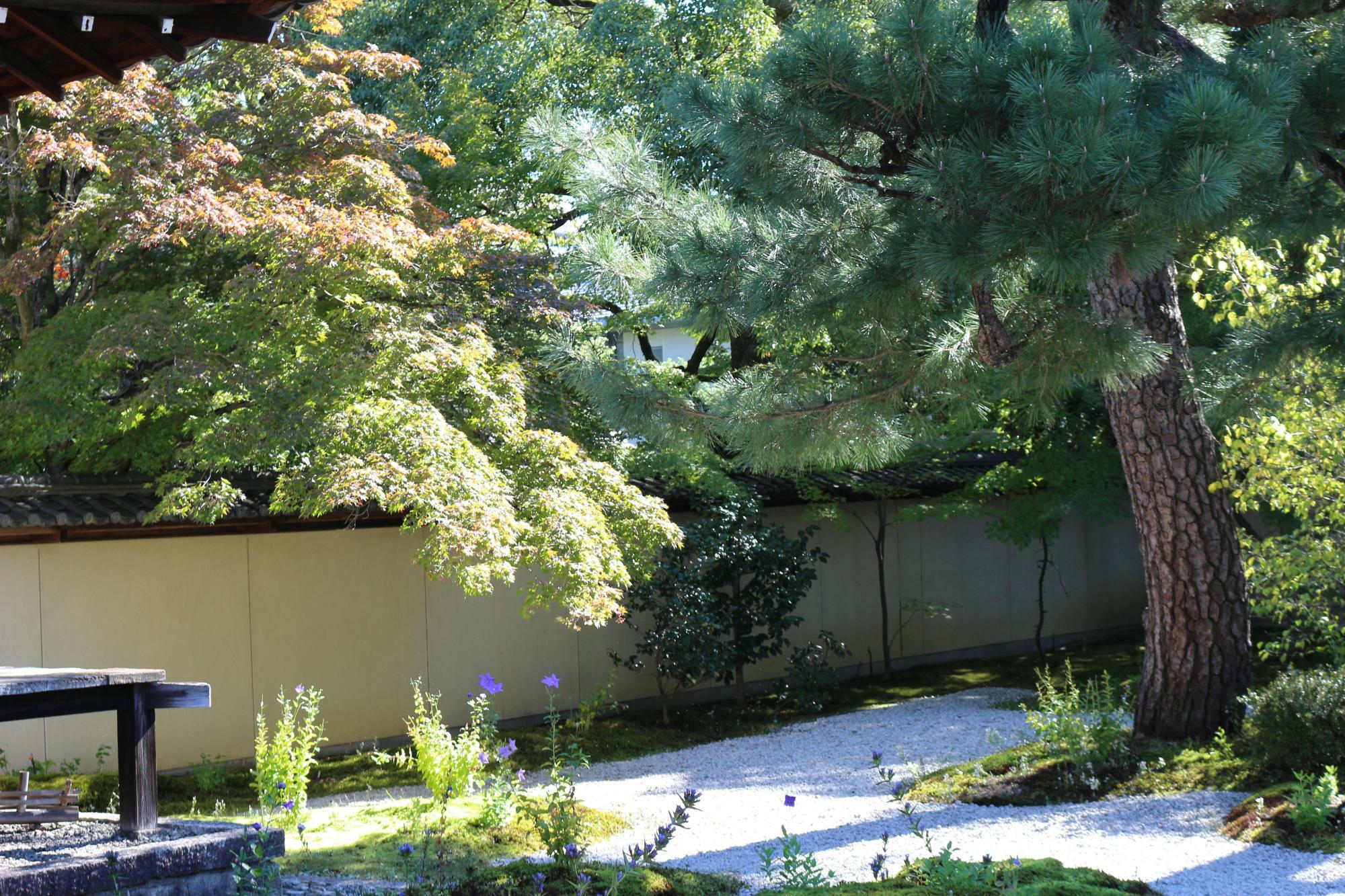 色づき始める廬山寺の紅葉