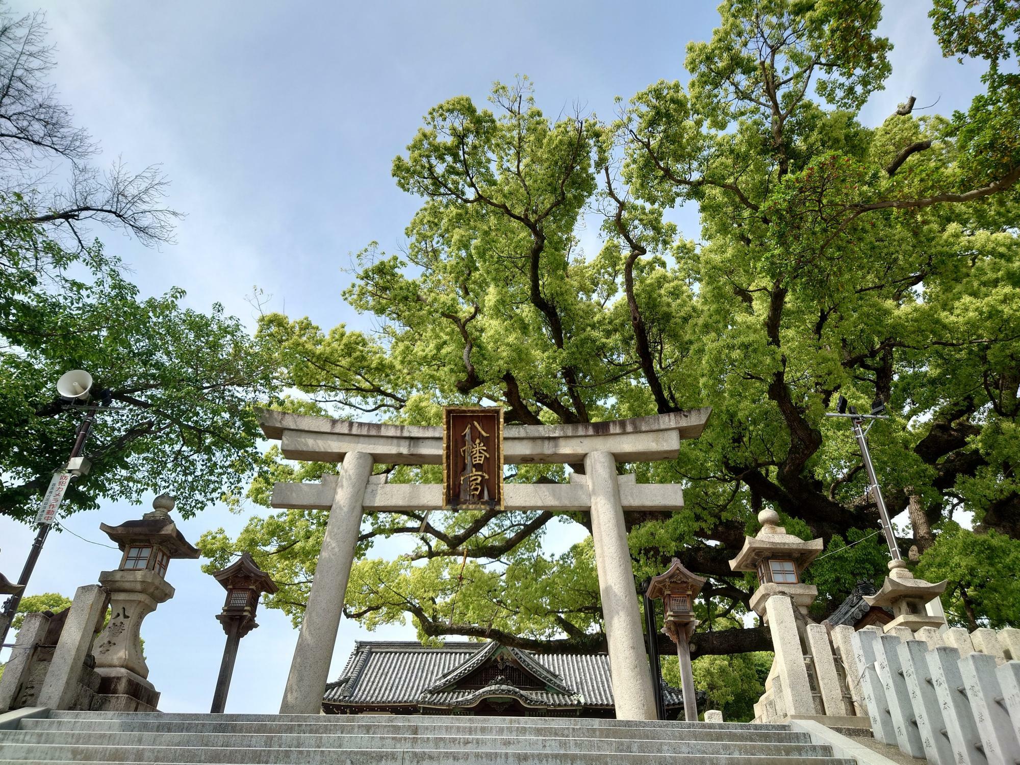 堺市北区】美麗御朱印や可愛いおみくじの百舌鳥八幡宮・社殿の大きさは府下屈指です（あおいみかん） - エキスパート - Yahoo!ニュース