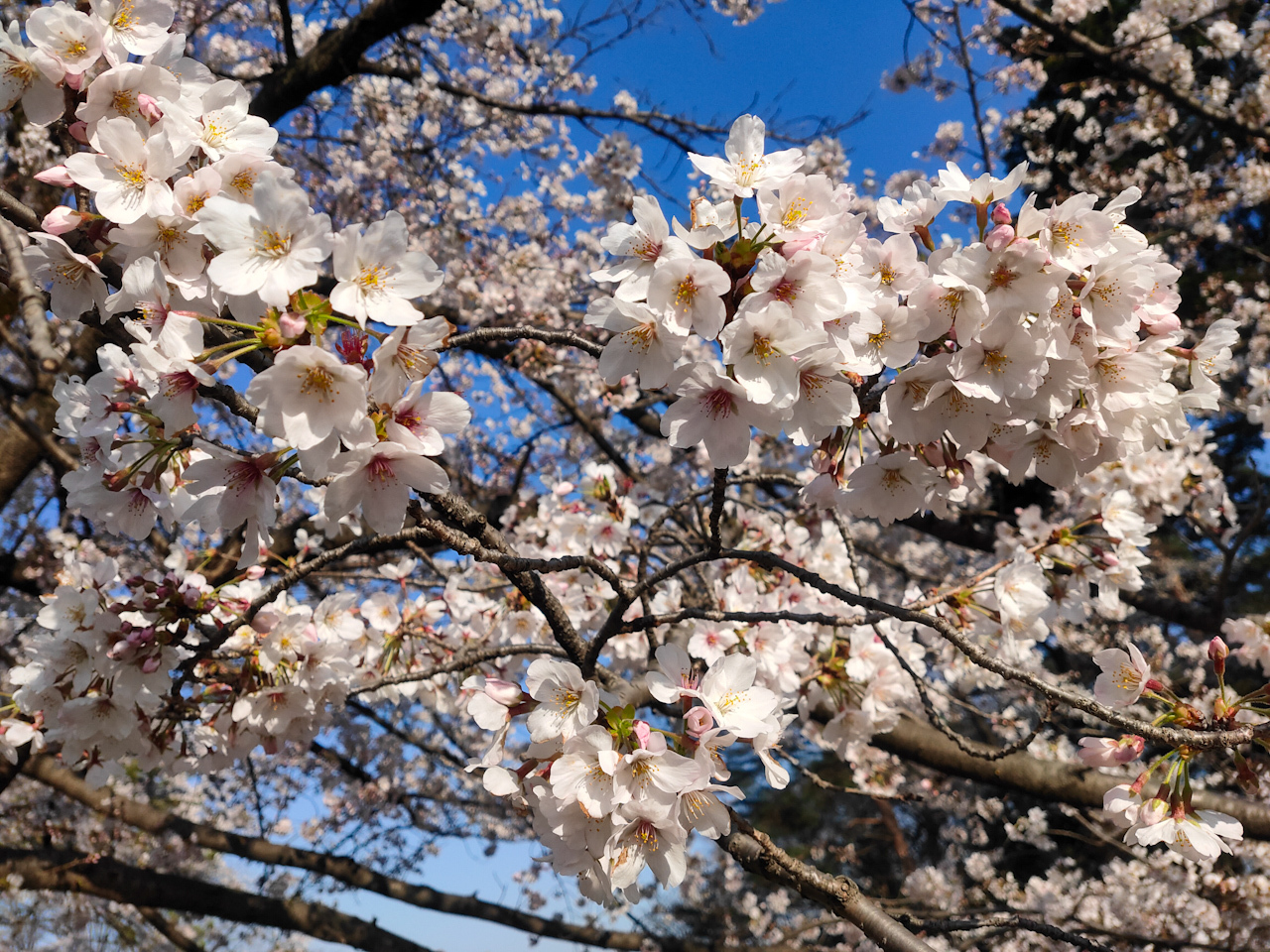 大宮公園の桜はほぼ満開の状況