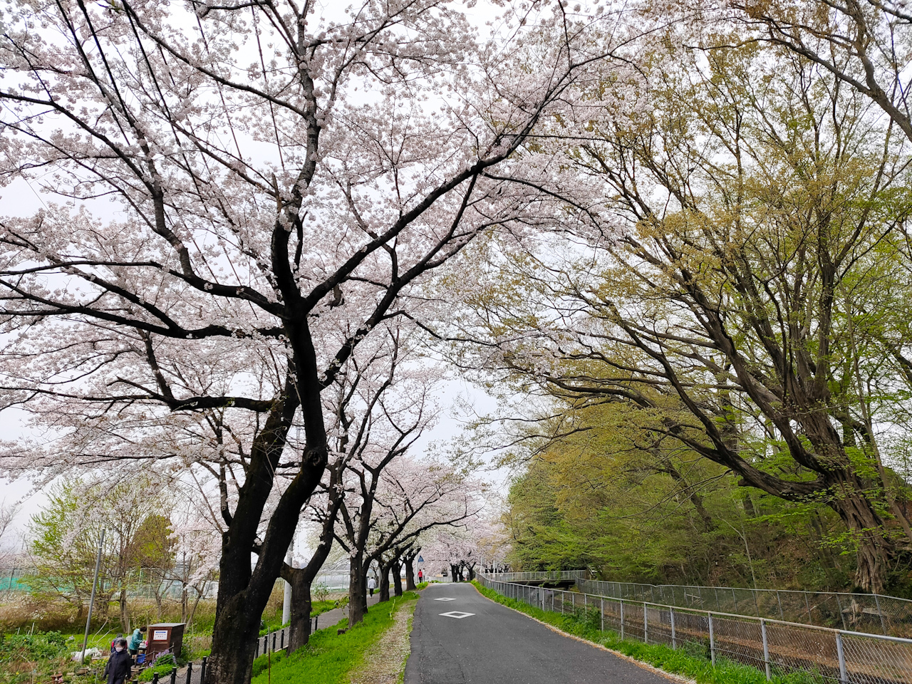 満開の時期を迎えている見沼田んぼの桜回廊