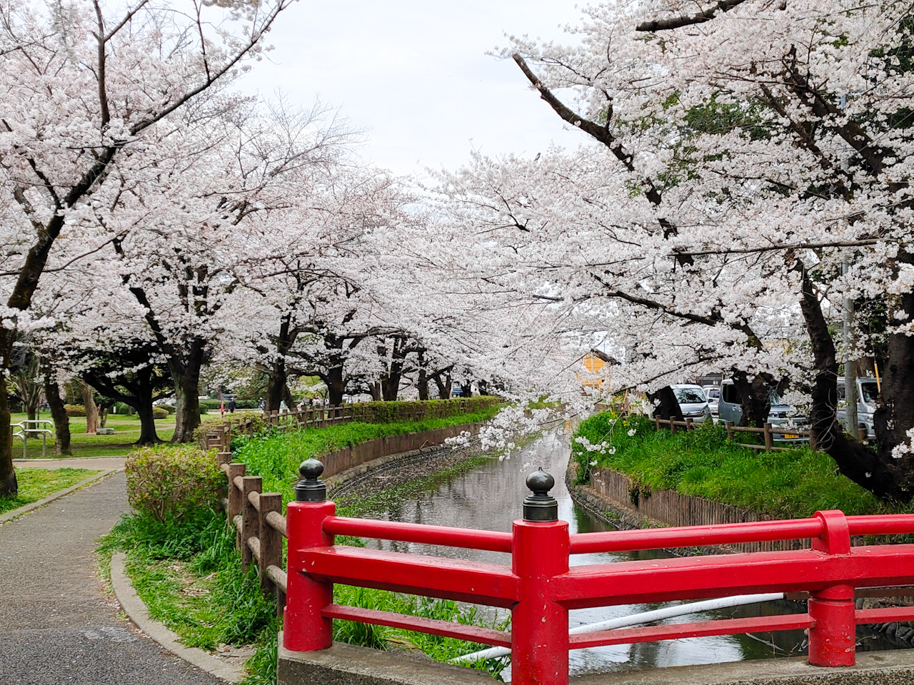 氷川女體神社付近の桜も満開。水路には桜吹雪で散った桜の花びらが流れていきます。