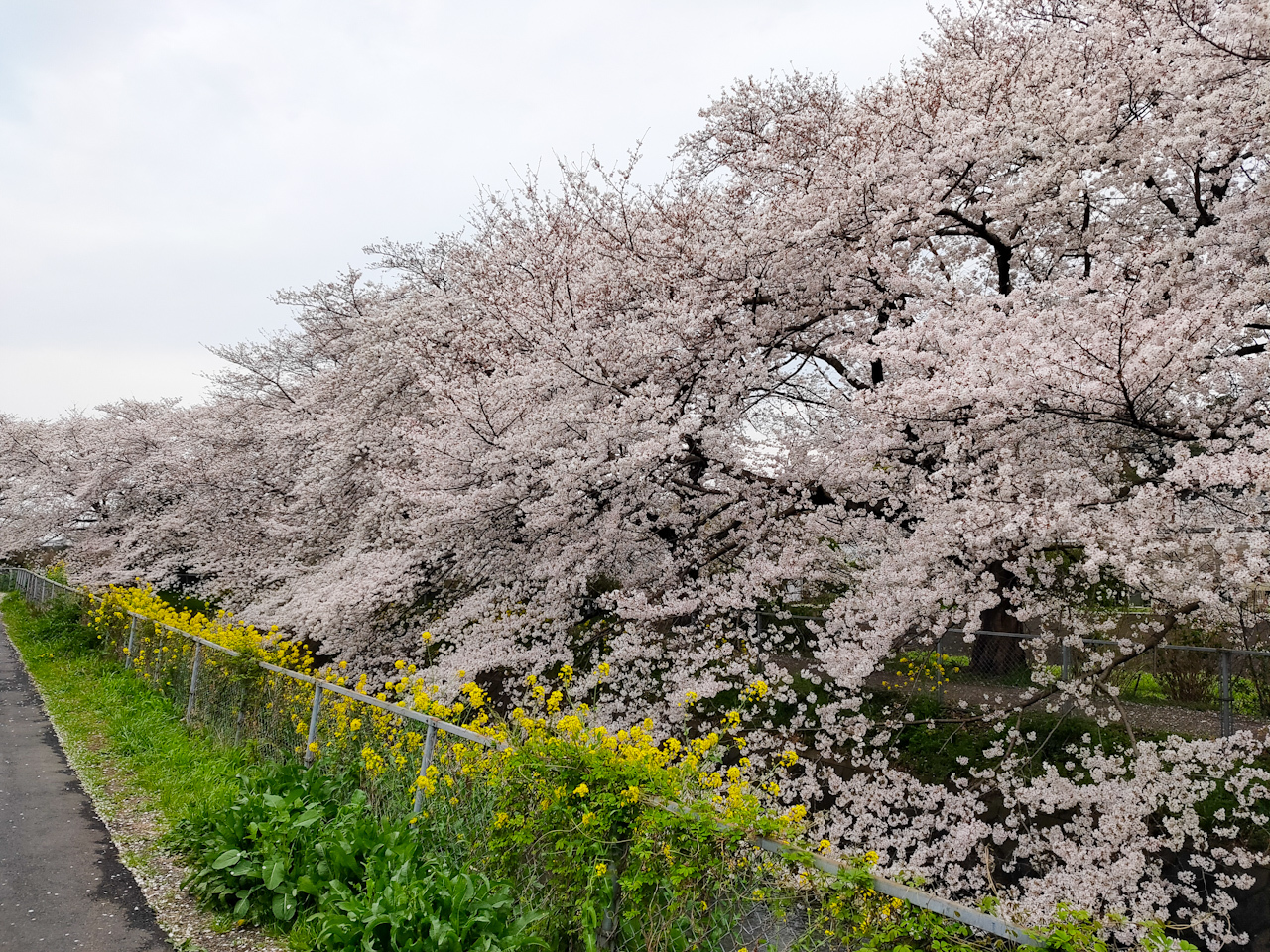 桜と菜の花が並んで咲いている場所もあります
